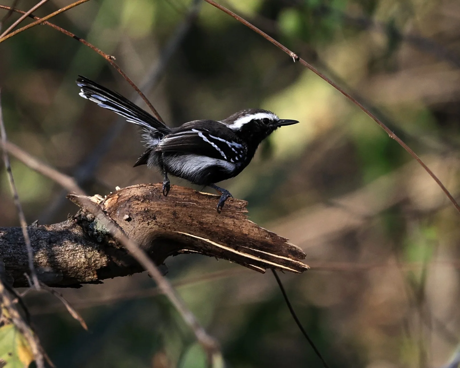 Black-bellied Antwren (Formicivora melanogaster) Agua Dulce Paraguay (3).jpg