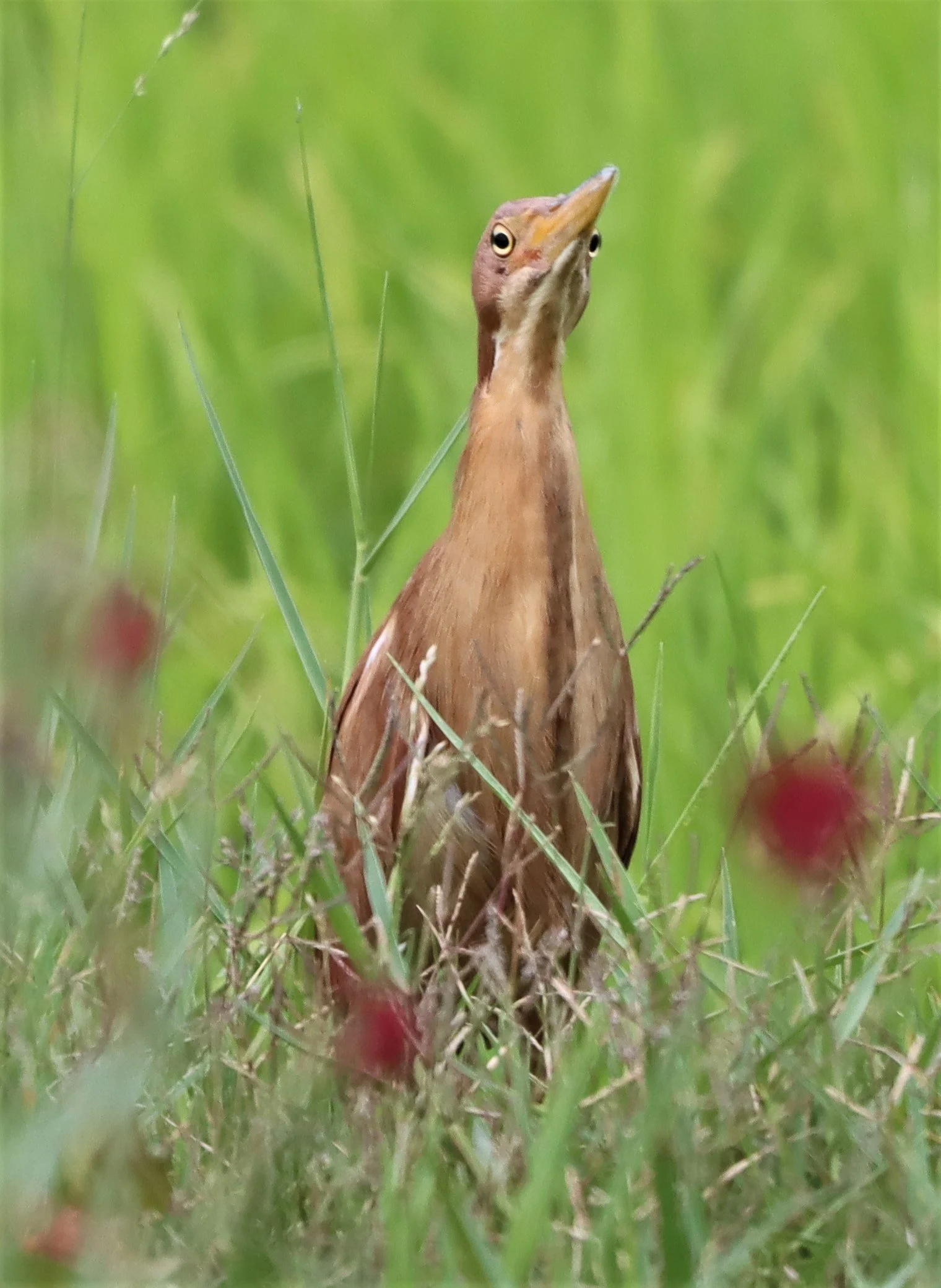 BITTERN - CINNAMON BITTERN (CHESTNUT BITTERN) - Ixobrychus cinnamomeus - BURIRAM HUAI CHORAKHE MAK (113).jpg
