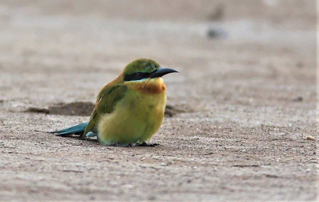 BEE EATER - BLUE-TAILED BEE-EATER - Merops philippinus - BANG KHAEM NAKHON PATHOM PROVINCE 22 OCT 2021 (1).jpg