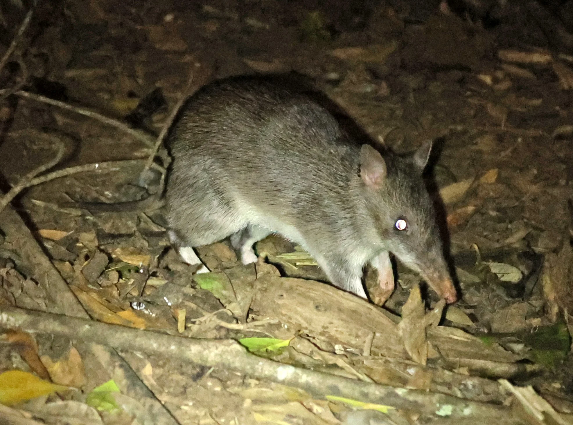 Northern Long-Nosed Bandicoot (Perameles pallescens) Chambers Lodge Atherton Tablelands - Queensland