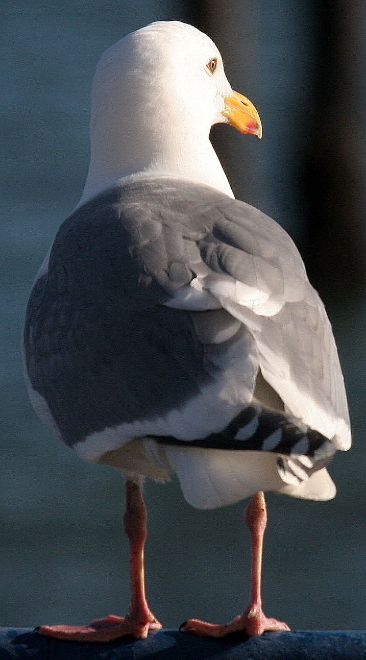 BIRD - GULL - GLAUCOUS WINGED (5).jpg