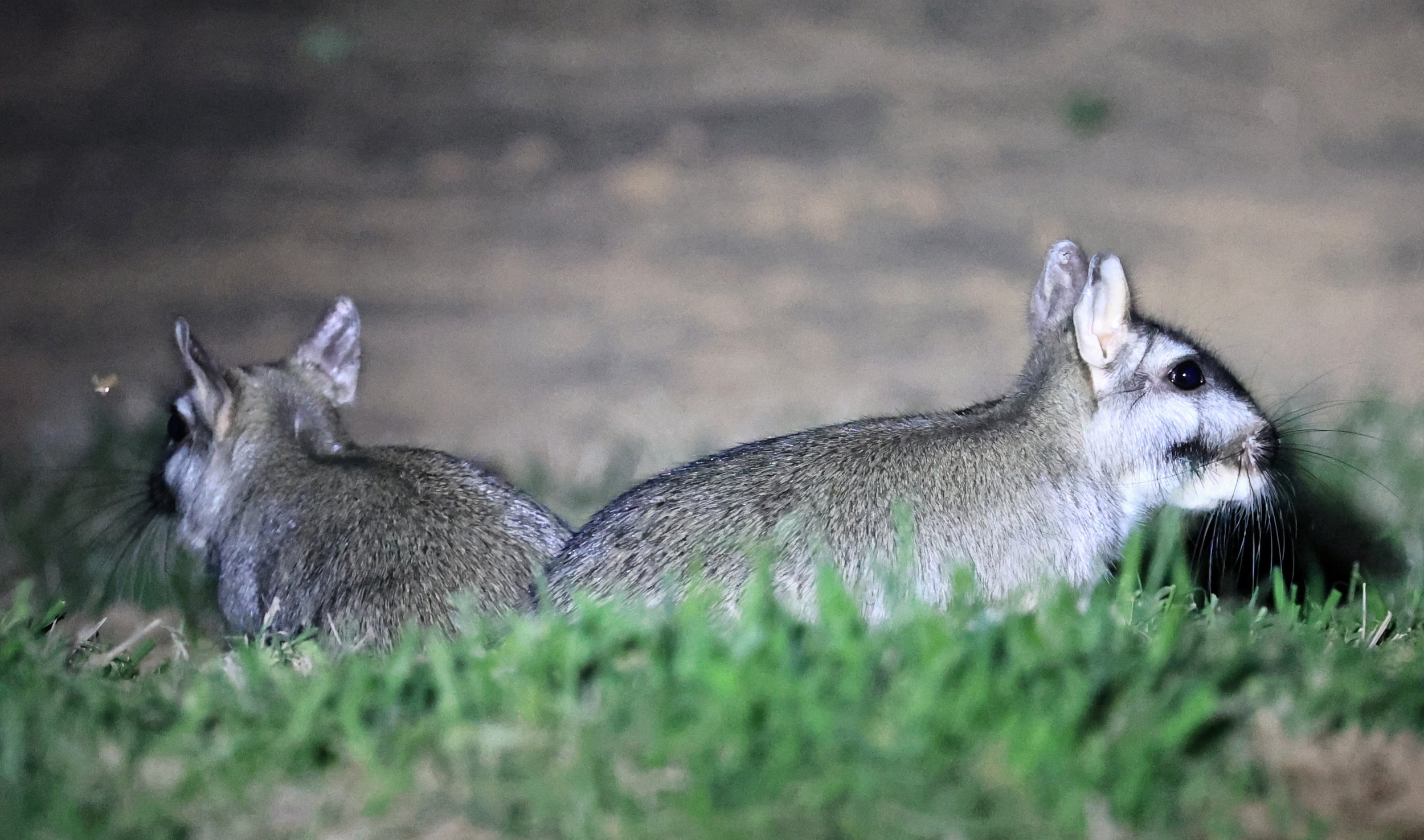Plains Vizcacha (Lagostomus maximus) Reserva Natural Canada el Carmen, Paraguay  (47).jpg
