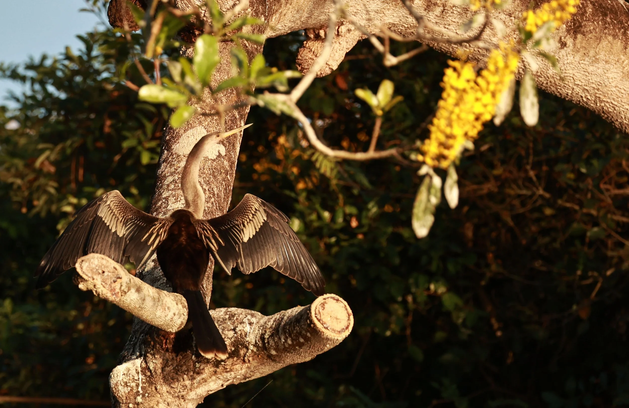 Anhinga - Anhinga anhinga - Pantanal, Encontro das Águas State Park, Porto Jofre, Cuiaba River, Brazil day 3 (2).jpg