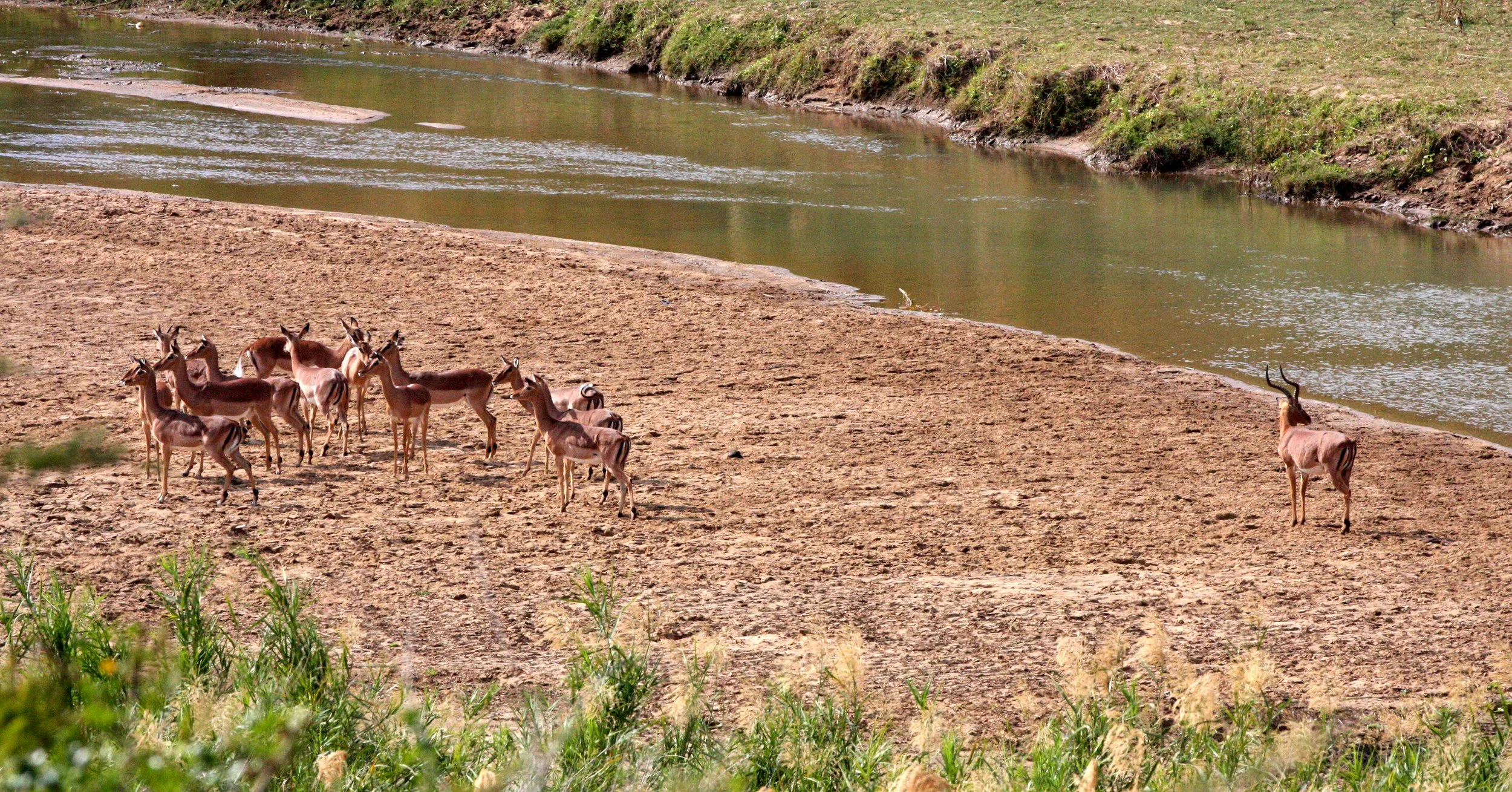 IMPALA - COMMON IMPALA - Aepyceros melampus - IMFOLOZI NATIONAL PARK SOUTH AFRICA (11).JPG