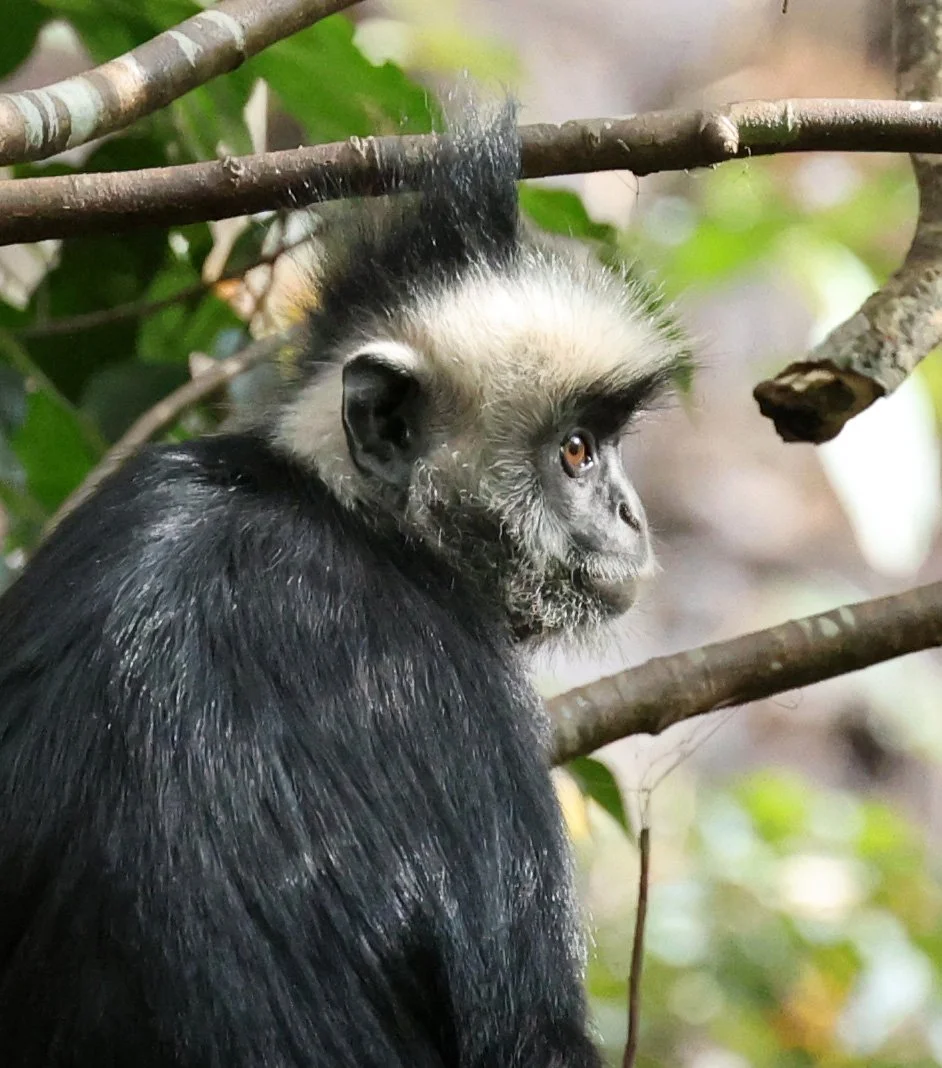 Laotian Langur or White-browed Black Langur (Trachypithecus laotum) The Rock Viewpoint, Khammouane Province Laos (14).jpg