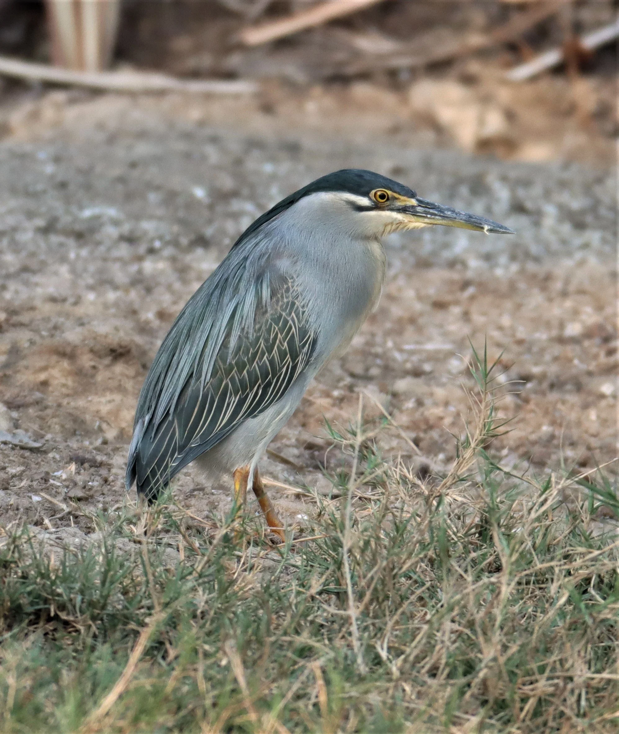 HERON - LITTLE HERON - Butorides striatus - OTTER PONDS SOUTH OF BKK (3).jpg