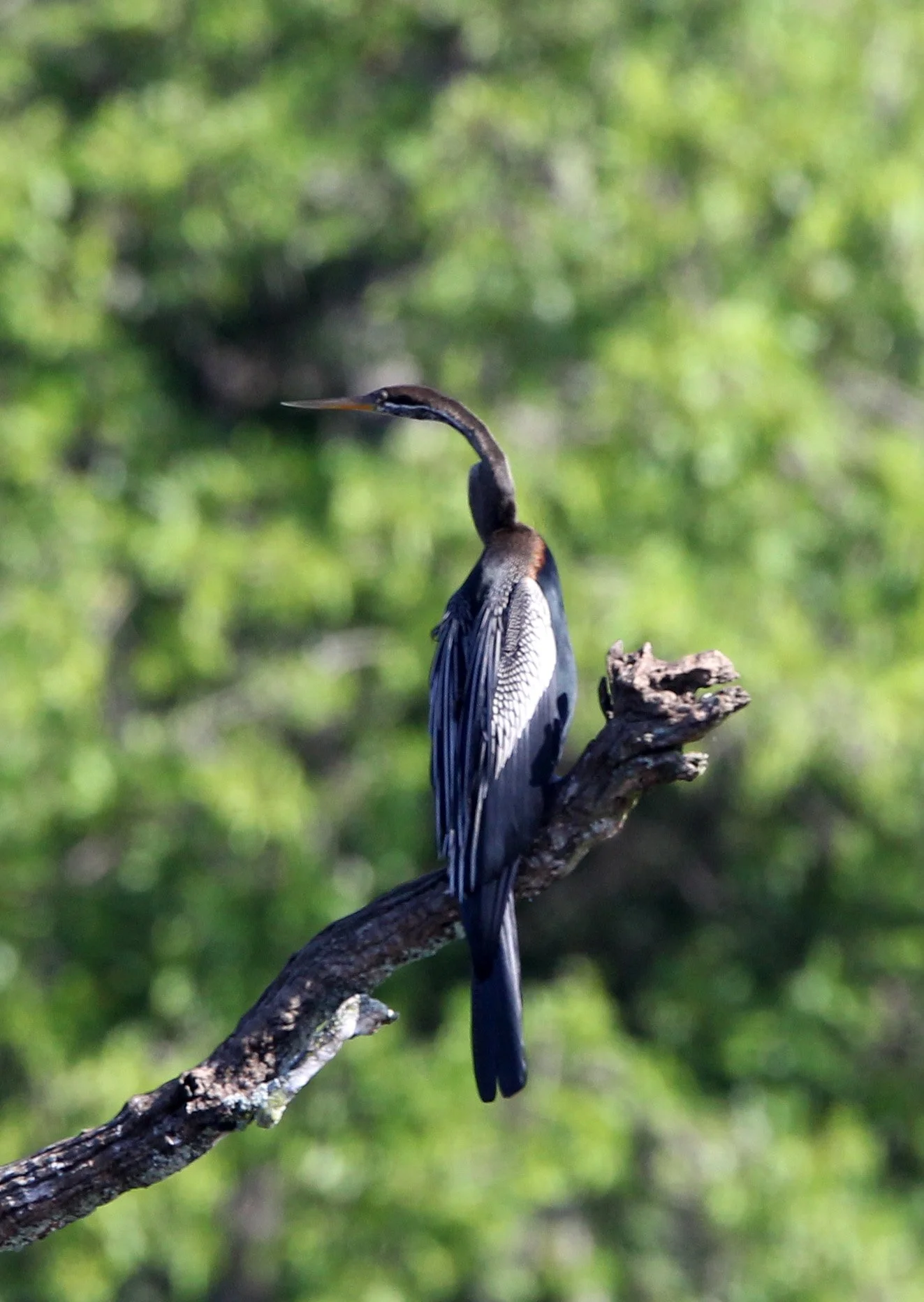 BIRD - ASIAN DARTER ANHINGA - UDAWALAWA NATIONAL PARK SRI LANKA (4).JPG