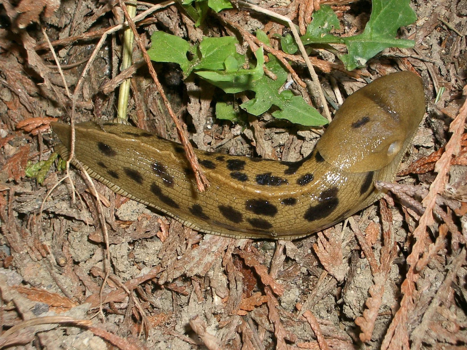 2003-7-31 FAMILY REUNION IN WASHINGTON AND CANADA (130).JPG