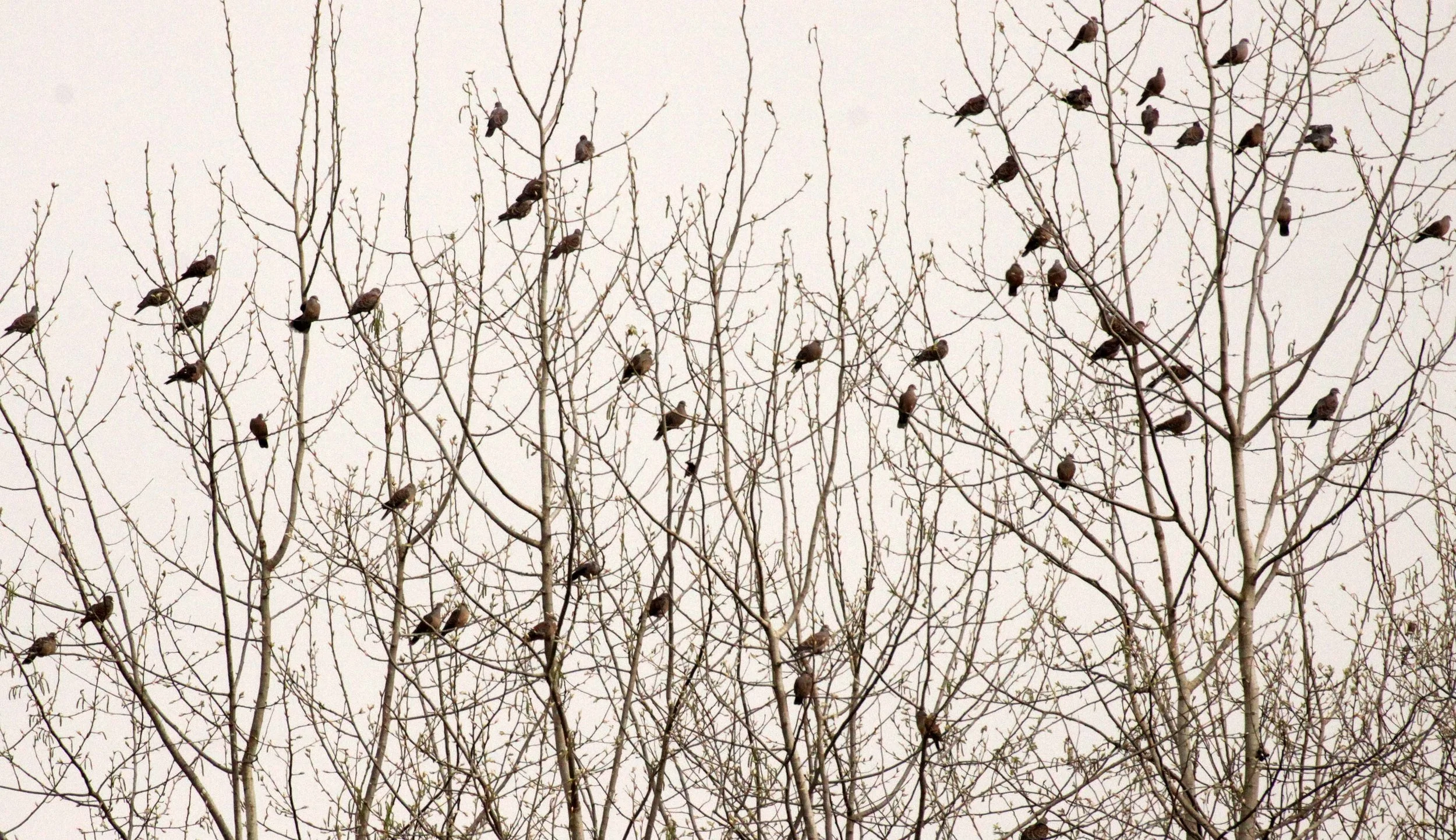 European Turtle-Dove (Streptopelia turtur) Yang Country China (2).JPG