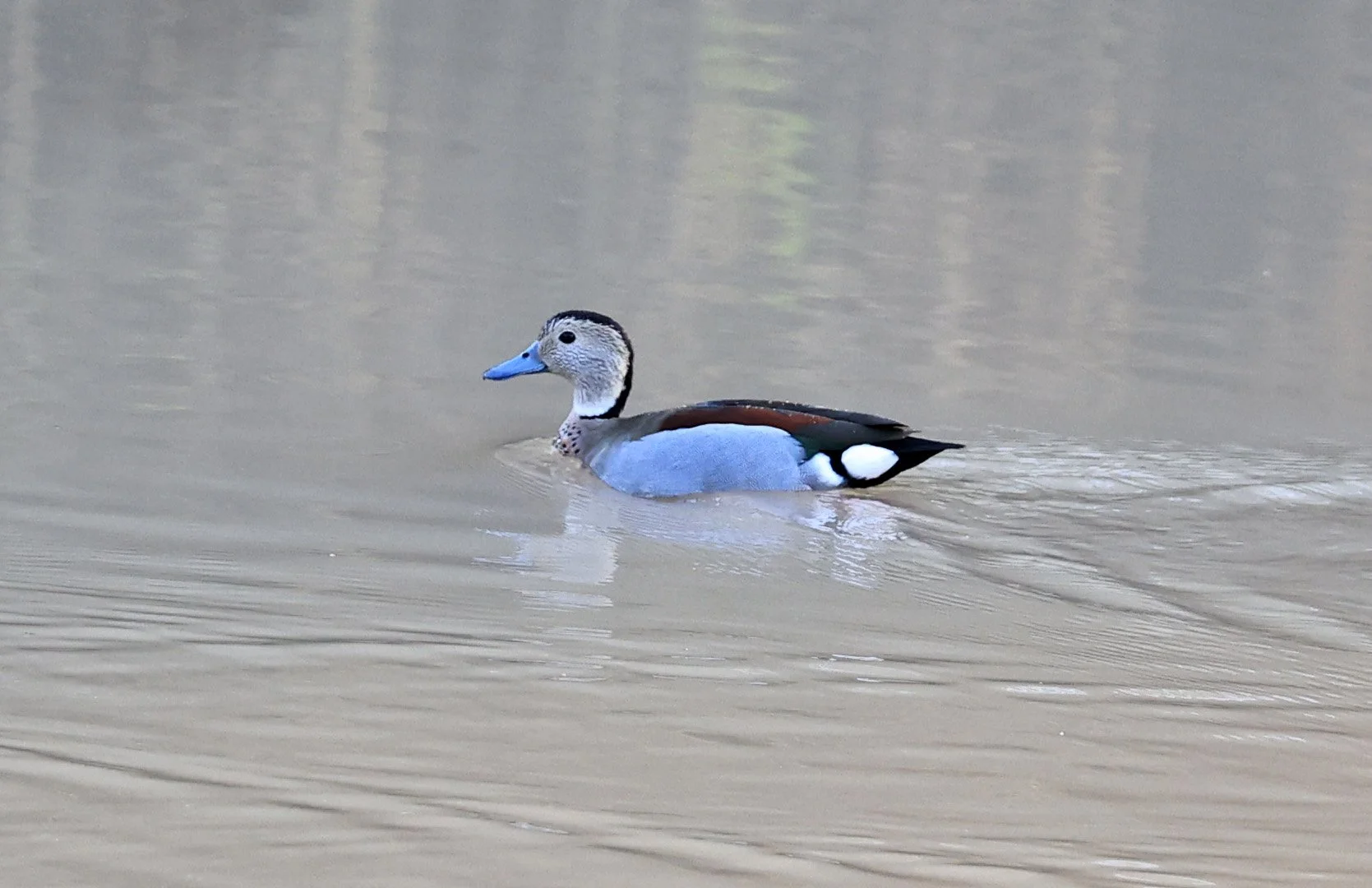 Ringed Teal (Callonetta leucophrys) 