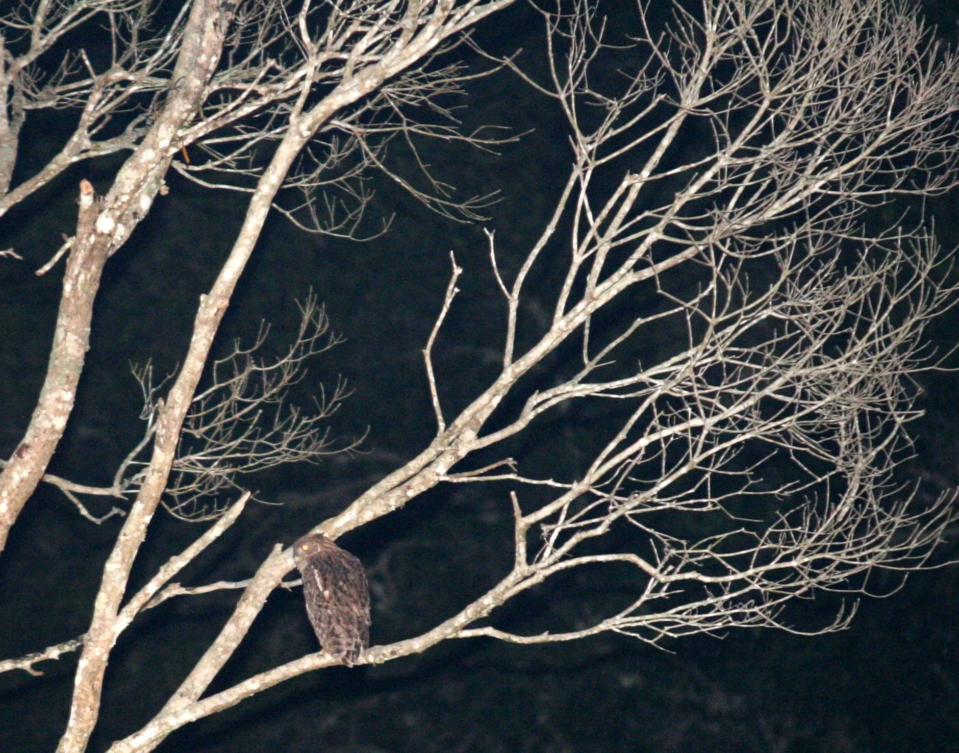 Ketupa ketupa - BUFFY FISH OWL - KHAO YAI NATIONAL PARK THAILAND (8).JPG