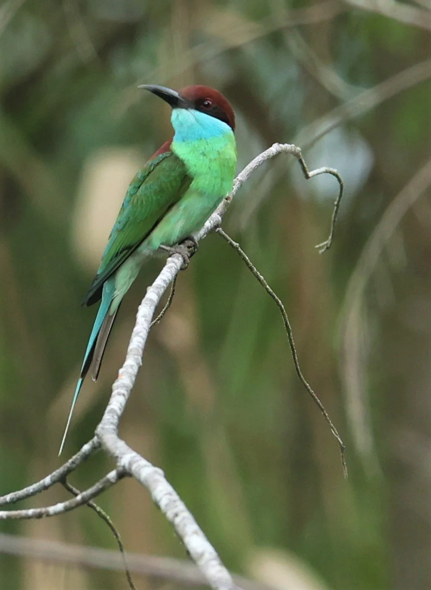 BEE-EATER - BLUE-THROATED BEE-EATER - Merops viridis - PAK PHAYUN DISTRICT, PATTHALUNG APRIL 2022 (16).jpg