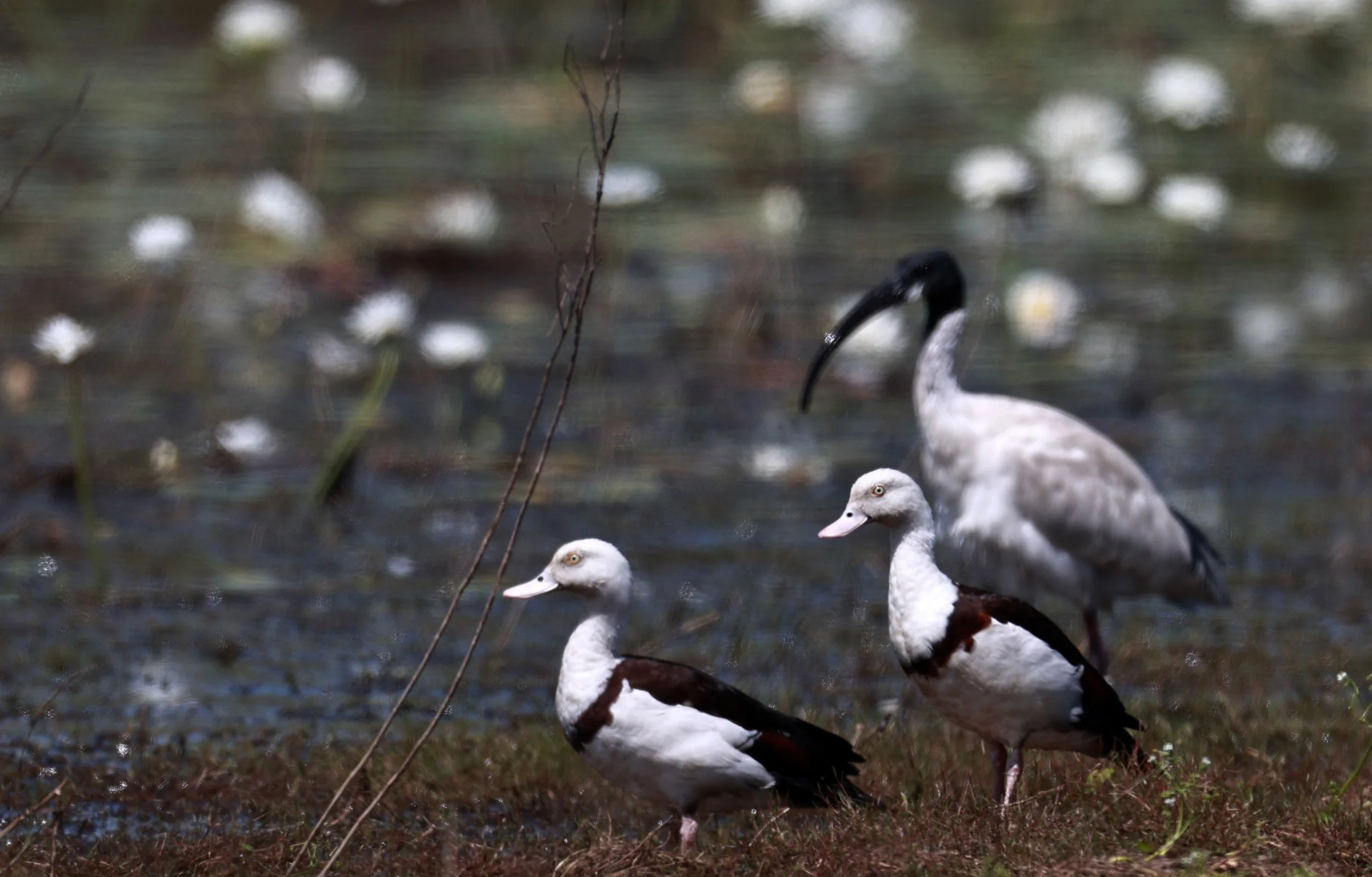 Radjah Shelduck (Tadorna radjah) & Australian Ibis (Threskiornis molucca)Anbangbang Billabong, Kakadu NP - Northern Territory (8).jpg