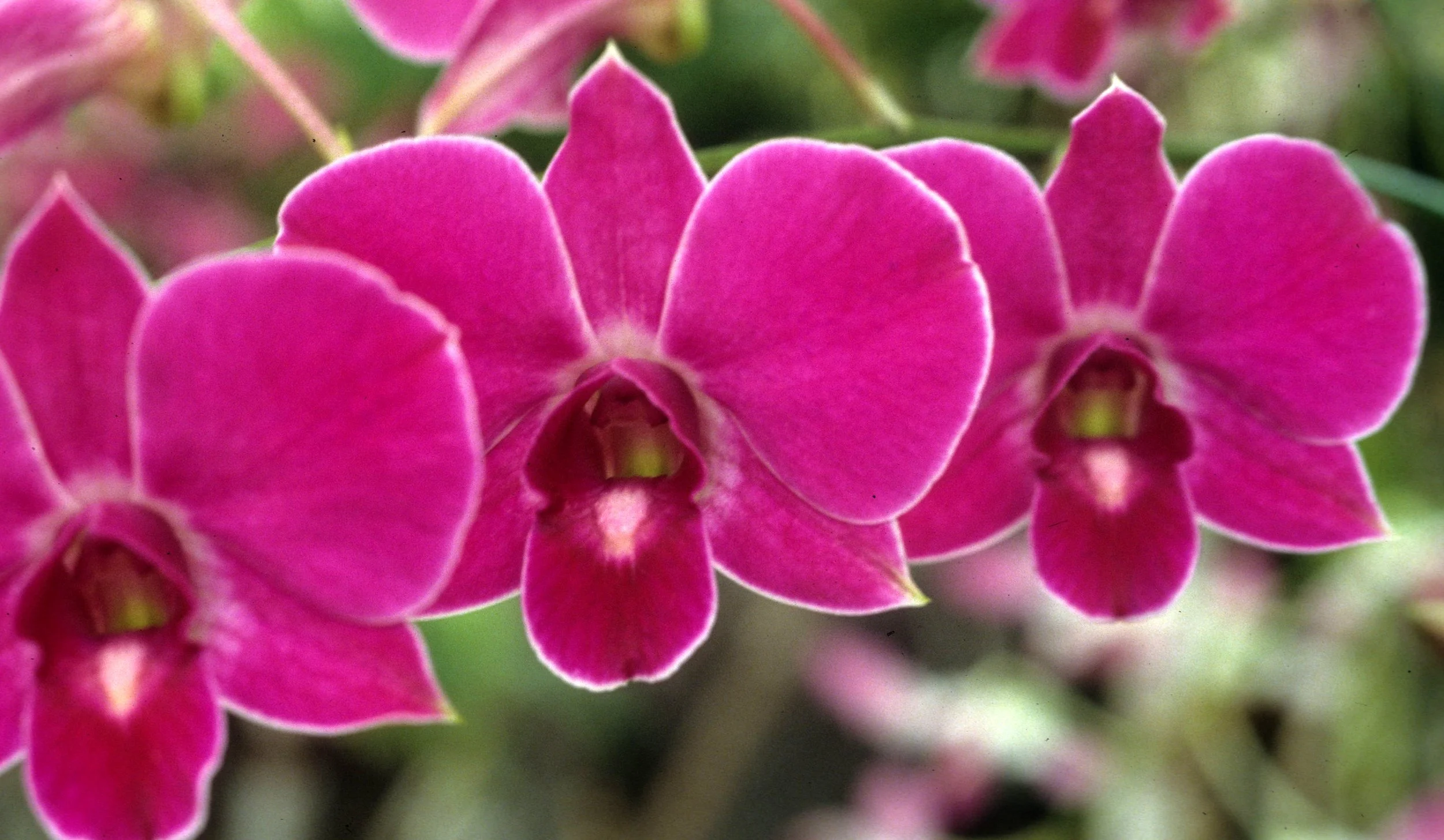 HAWAII - HAWAII - ORCHID - PHALEANOPSIS SPECIES A.jpg