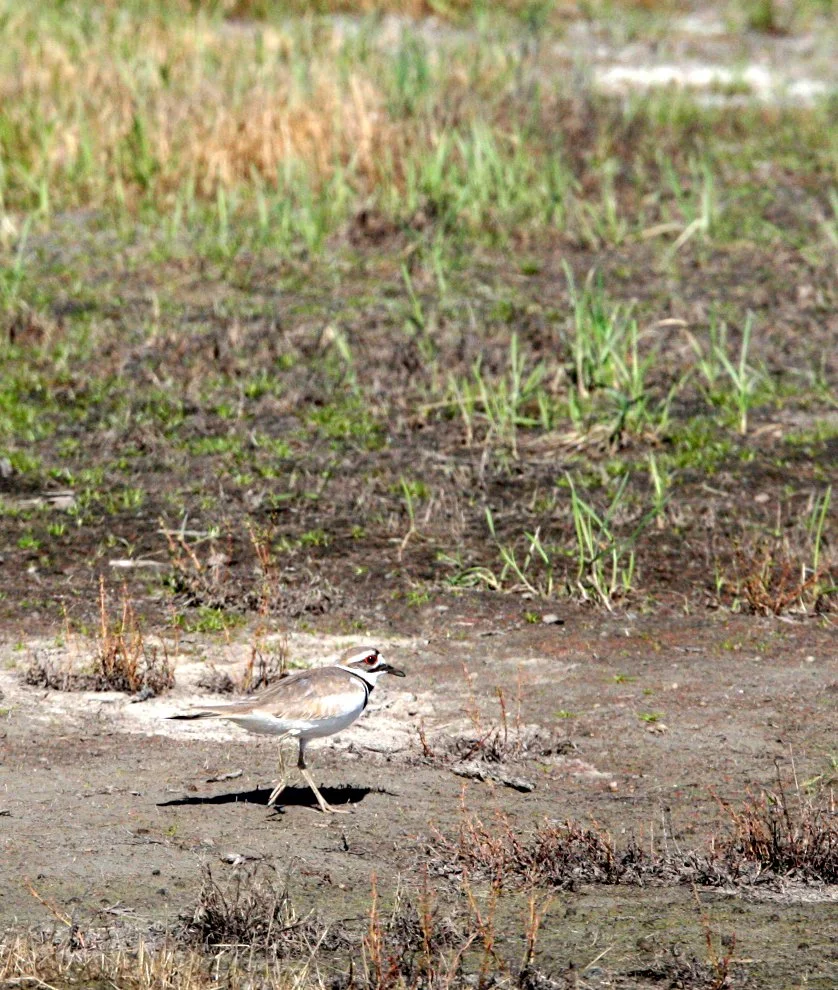 BIRD - KILLDEER - CARRIZO PLAIN NATIONAL MONUMENT CALIFORNIA (4).JPG