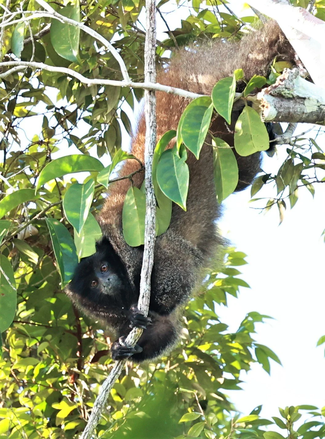 Pitheciidae - Callicebus melanochir - Coastal Black-handed Titi - Illeus, Bahia Brazil, Una Township Area (29).jpg