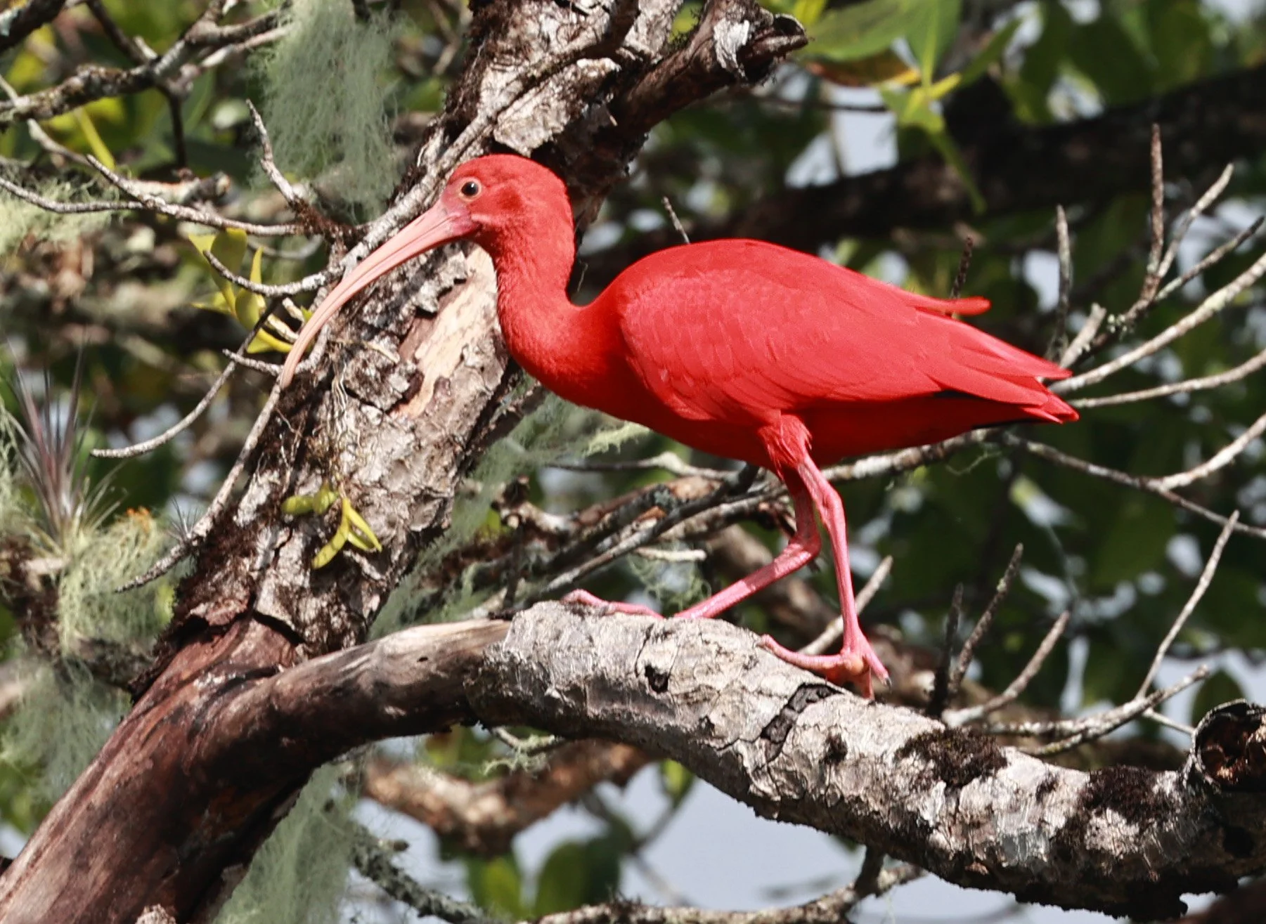 Scarlet Ibis (Eudocimus ruber) Superagüi National Park, Brazil (24).jpg