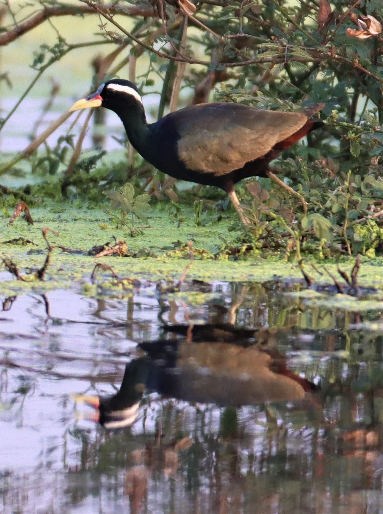 JACANA - BRONZE-WINGED JACANA - Metopidius indicus - LAT KRABANG WETLANDS NEAR BKK (29).jpg
