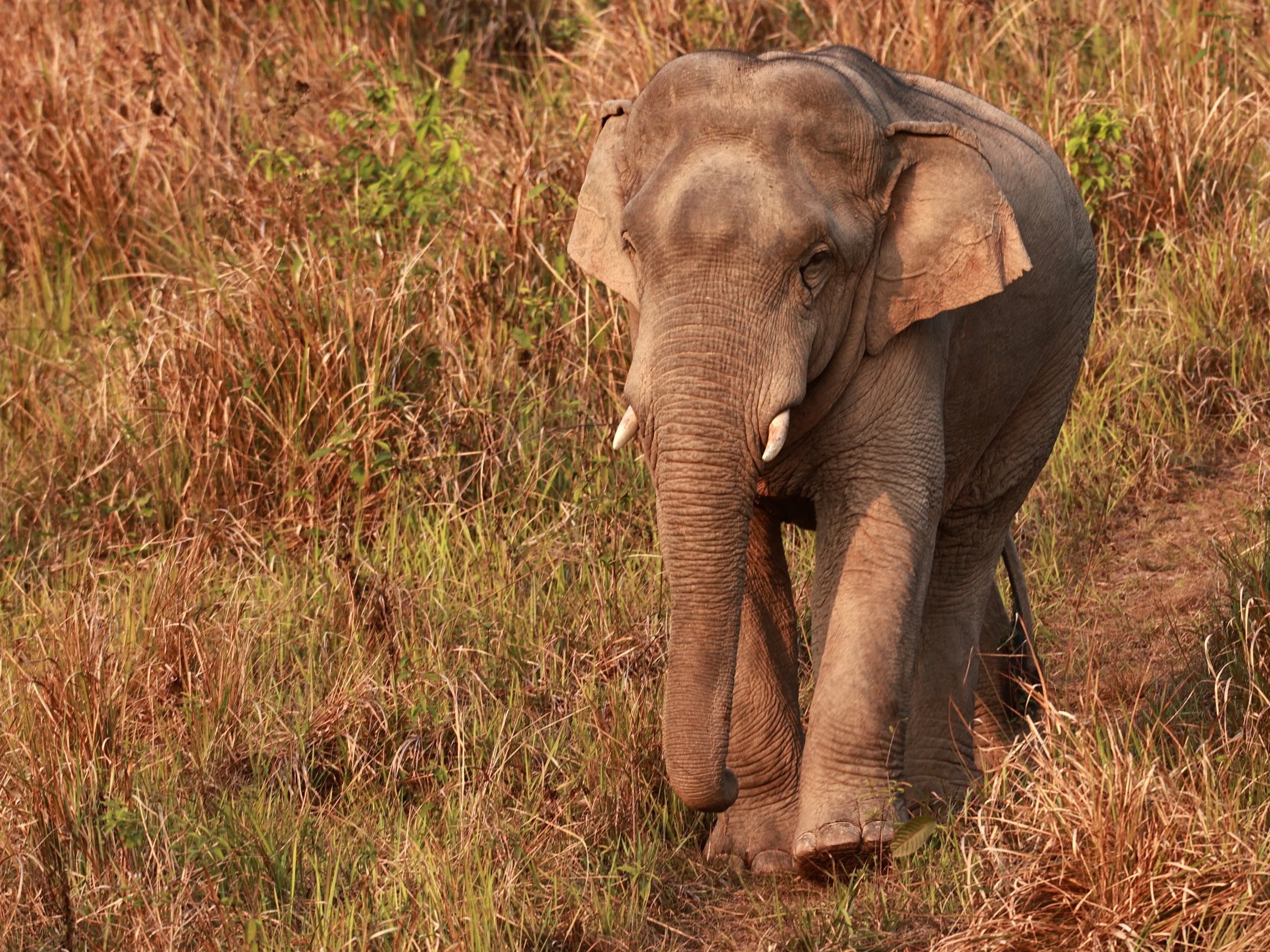 Asian Elephant (Elephas maximus) Khao Yai National Park, Thailand (45).jpg