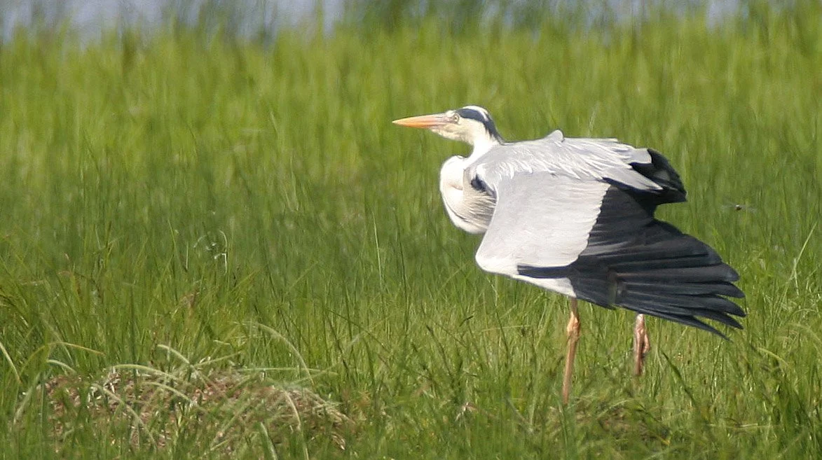 HERON - GREY HERON -  Ardea cinerea - EASTERN LAKE BAIKAL NEAR THE ULAN UDE FERRY STOP (20).jpg