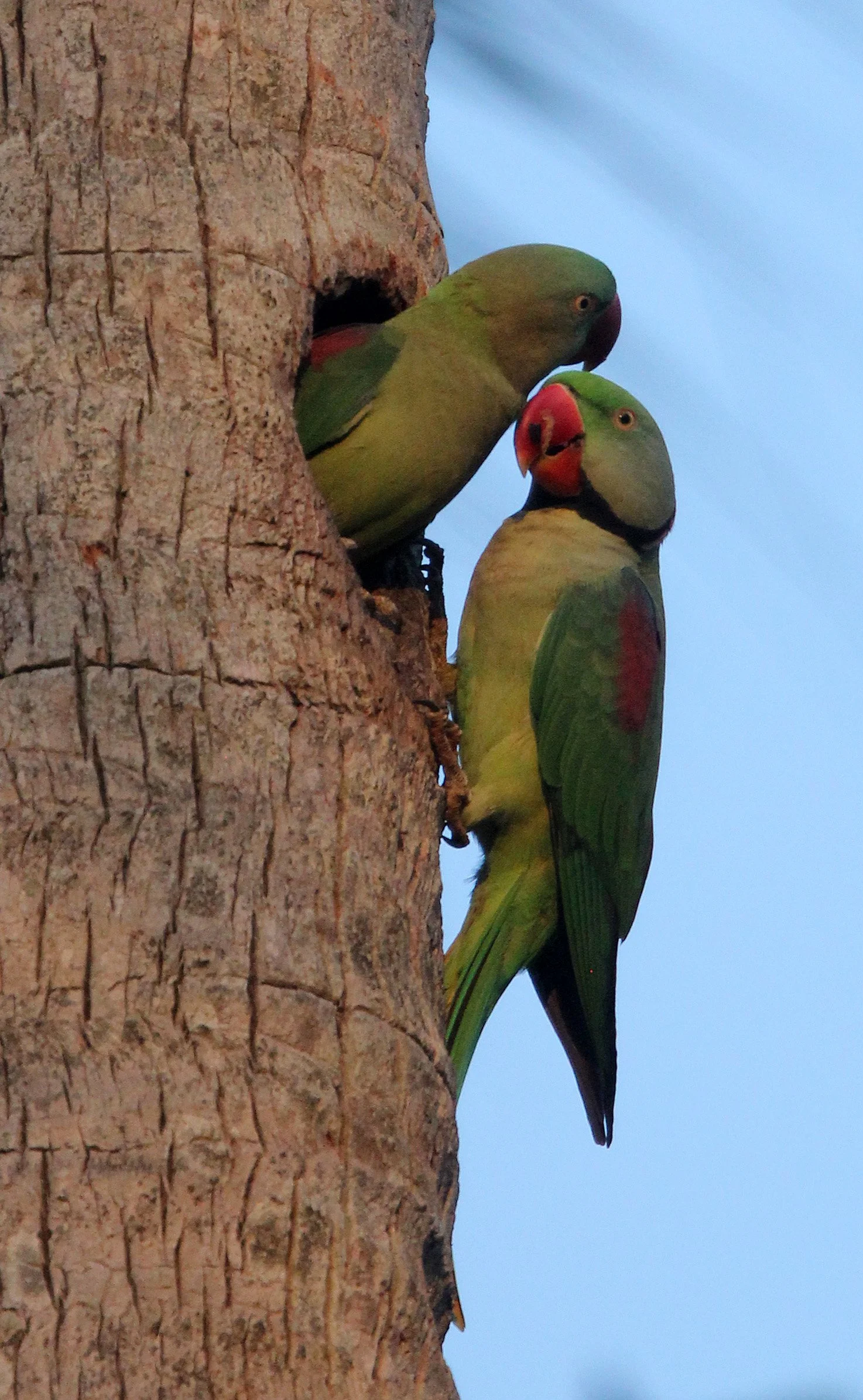 BIRD - PARAKEET - ALEXANDRINE PARAKEET - NIGAMBU FOREST AREA SRI LANKA (58).JPG