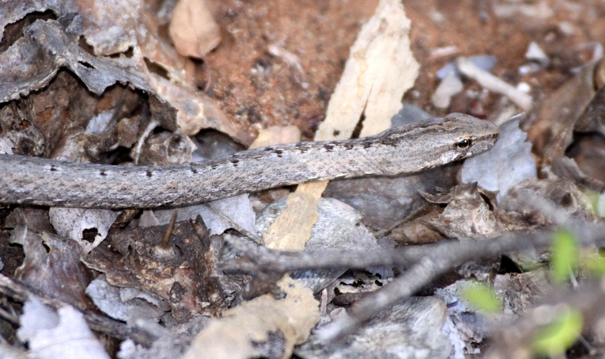 Mimophis mahfalensis - BIG-EYED SNAKE - BERENTY RESERVE MADAGASCAR (4).JPG