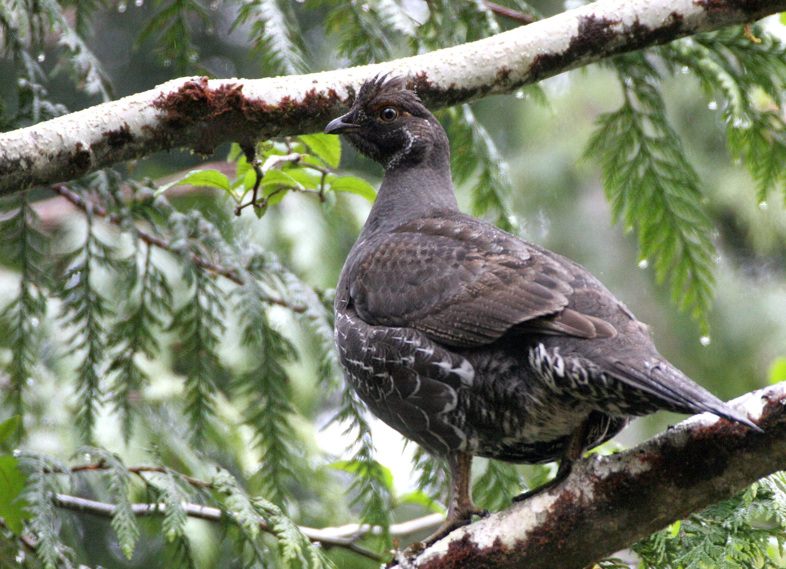 GROUSE - SOOTY (BLUE) GROUSE - Dendragapus fuliginosus - DUNCAN CEDAR TREE ROAD - HOH RIVER VALLEY WA  (36).JPG