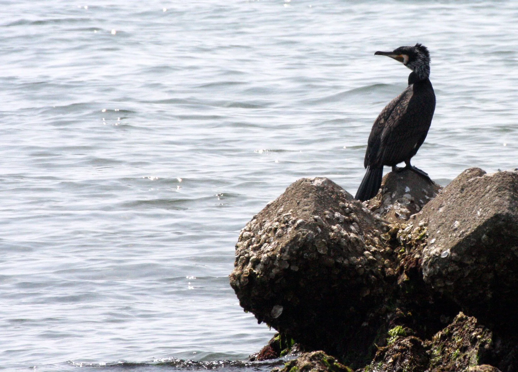 Phalacrocorax carbo - Great Cormorant - Mutsu Harbor, Japan (5).JPG