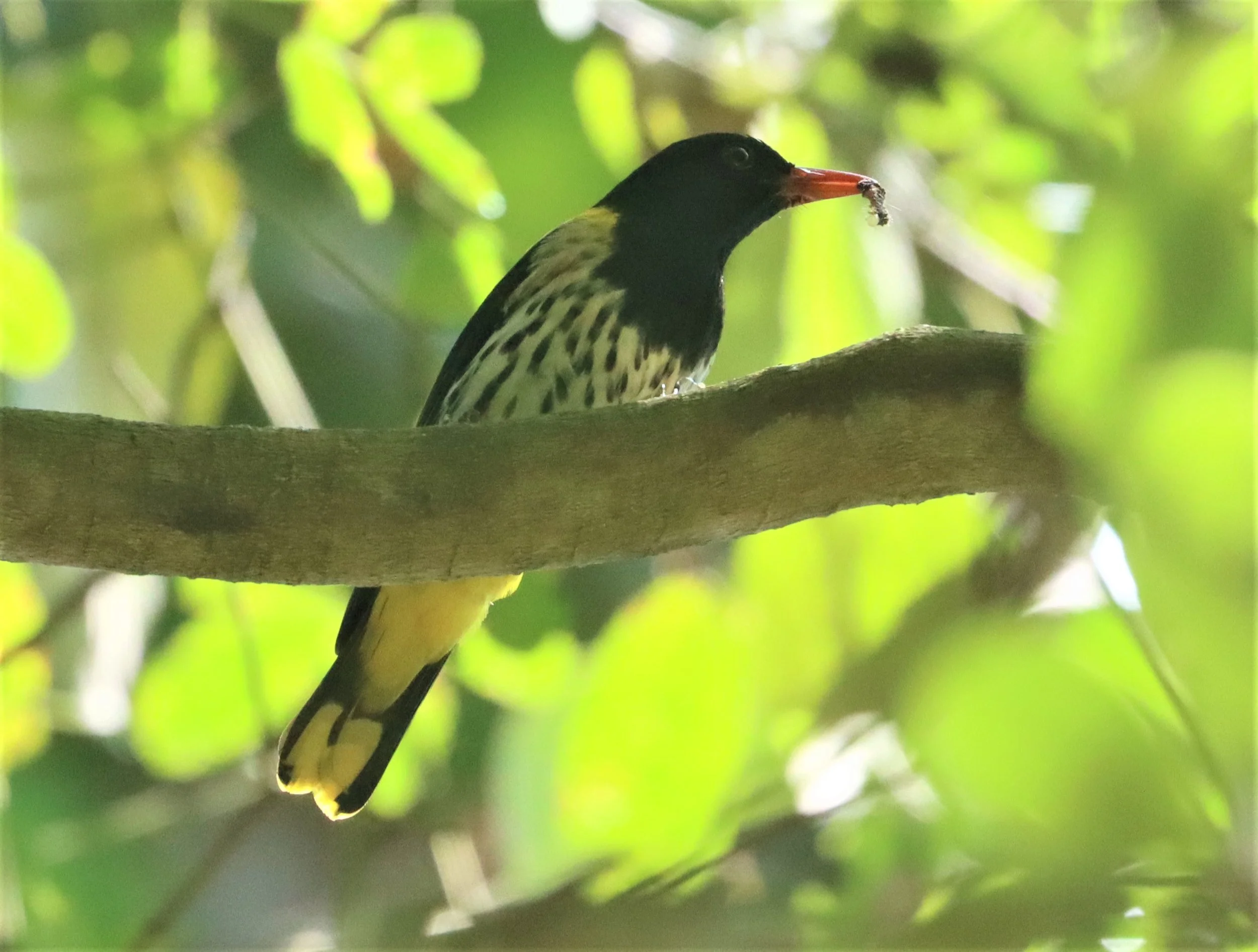 Dark-throated Oriole (Oriolus xanthonotus) Krung Chin Khao Luang NP Thailand (25).jpg