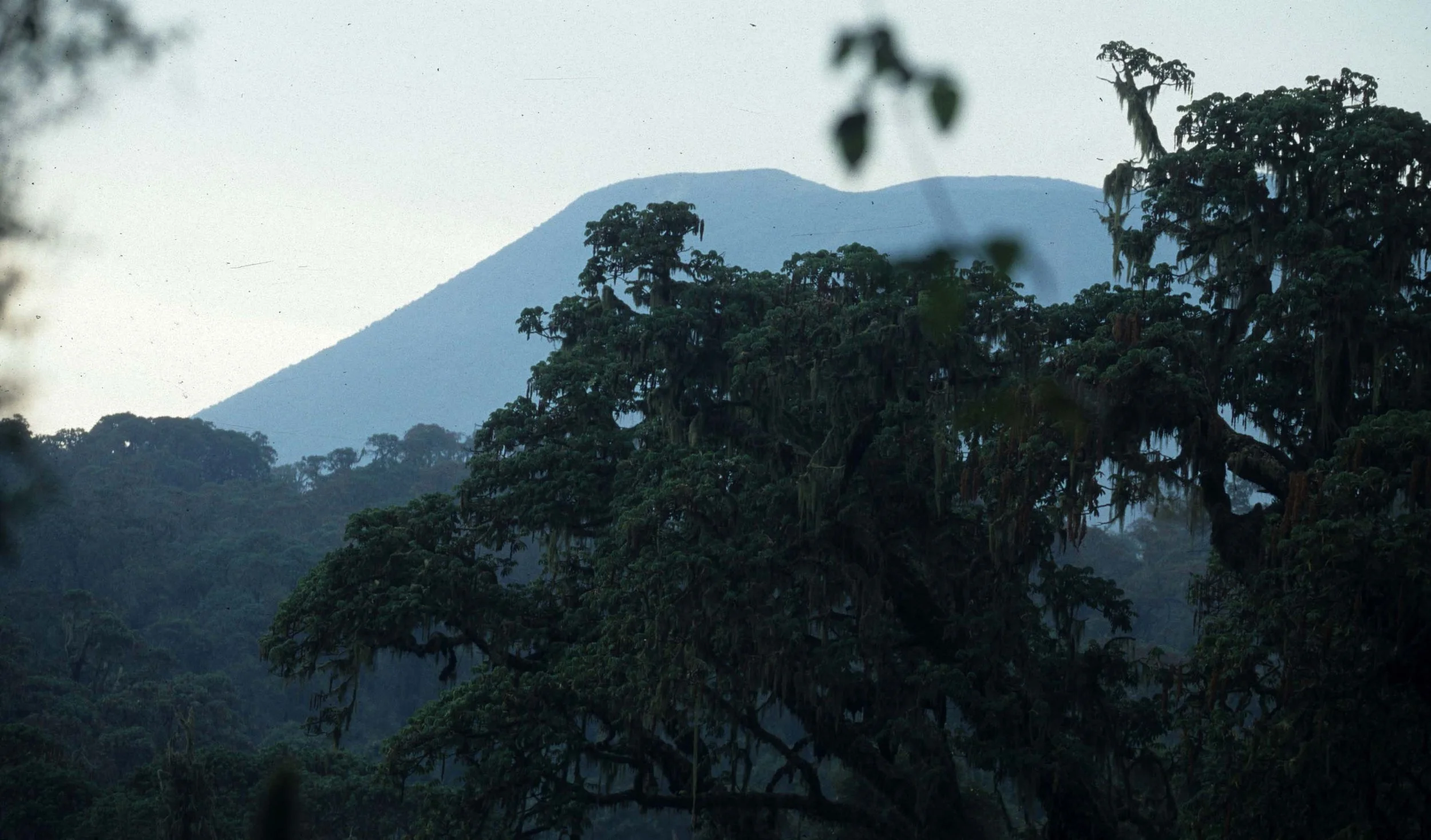 RWANDA - PARC DU VULCANS - MT VISOKE C.jpg