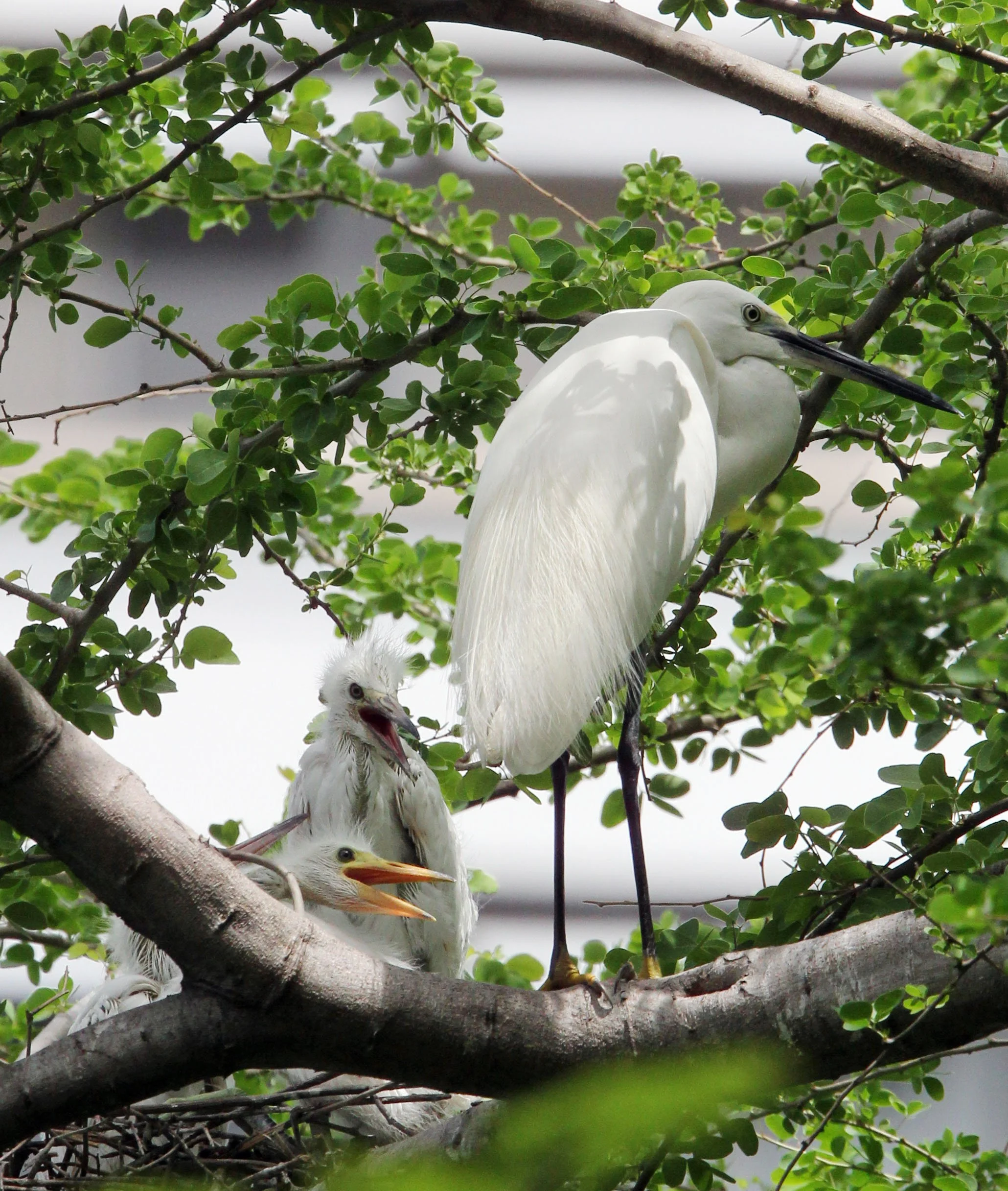 EGRET - LITTLE EGRET- Egretta garzetta - LUMPINI PARK BANGKOK THAILAND (3).JPG