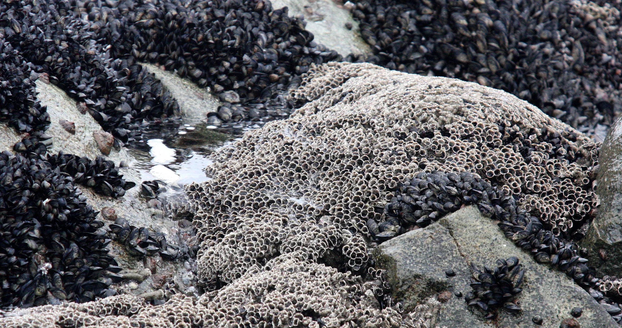 WEST COAST NATIONAL PARK SOUTH AFRICA - MARINE INTERTIDAL COMMUNITY (26).JPG