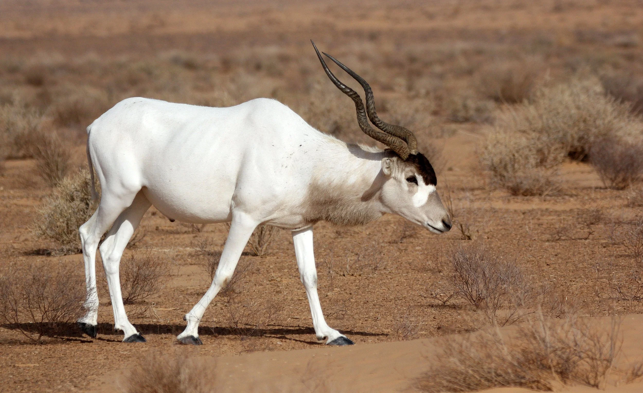 ADDAX - Addax nasomaculatus - JEBIL NATIONAL PARK TUNISIA (158).JPG