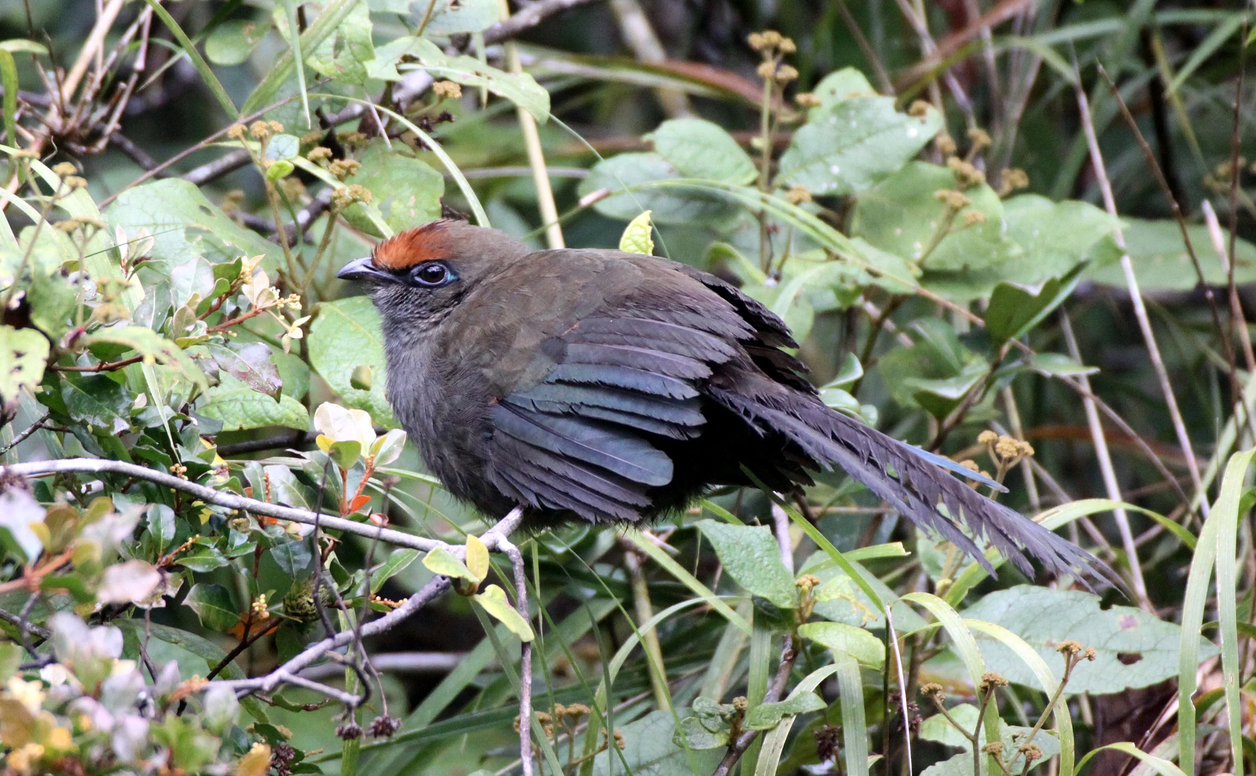 Red-fronted Coua (Coua reynaudii) Ranomafana NP Madagascar (1).JPG