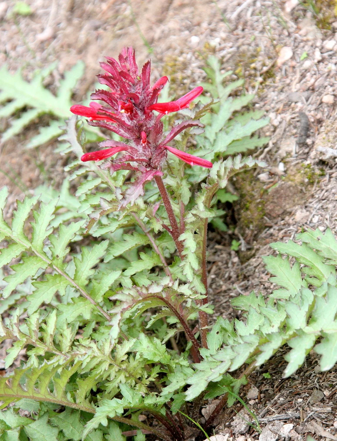 PLANT SPECIES - PINNACLES NATIONAL MONUMENT CALIFORNIA (43).JPG