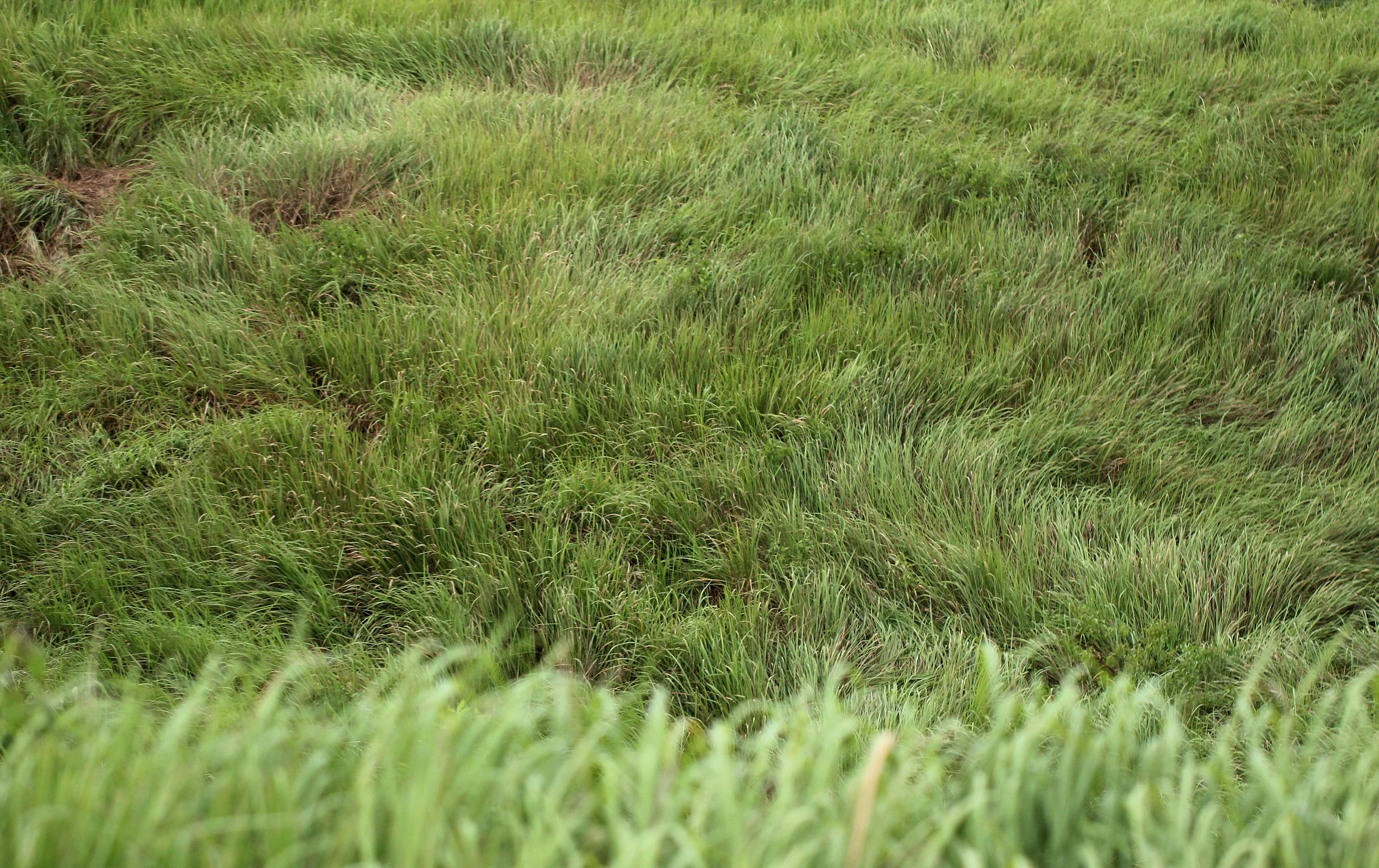 KHAO YAI NATIONAL PARK THAILAND - SEP 2015 (16).JPG