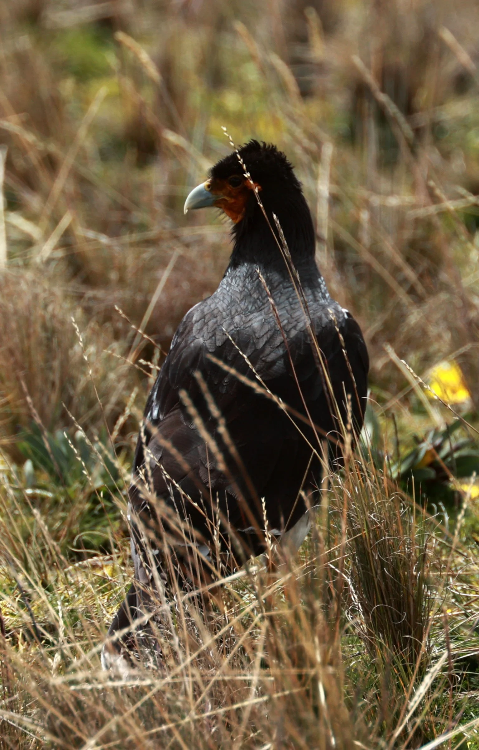 Caracara - Carunculated Caracara - Phalcoboenus carunculatus - Antisana National Park, Eastern Andes Ecuador  (6).jpg