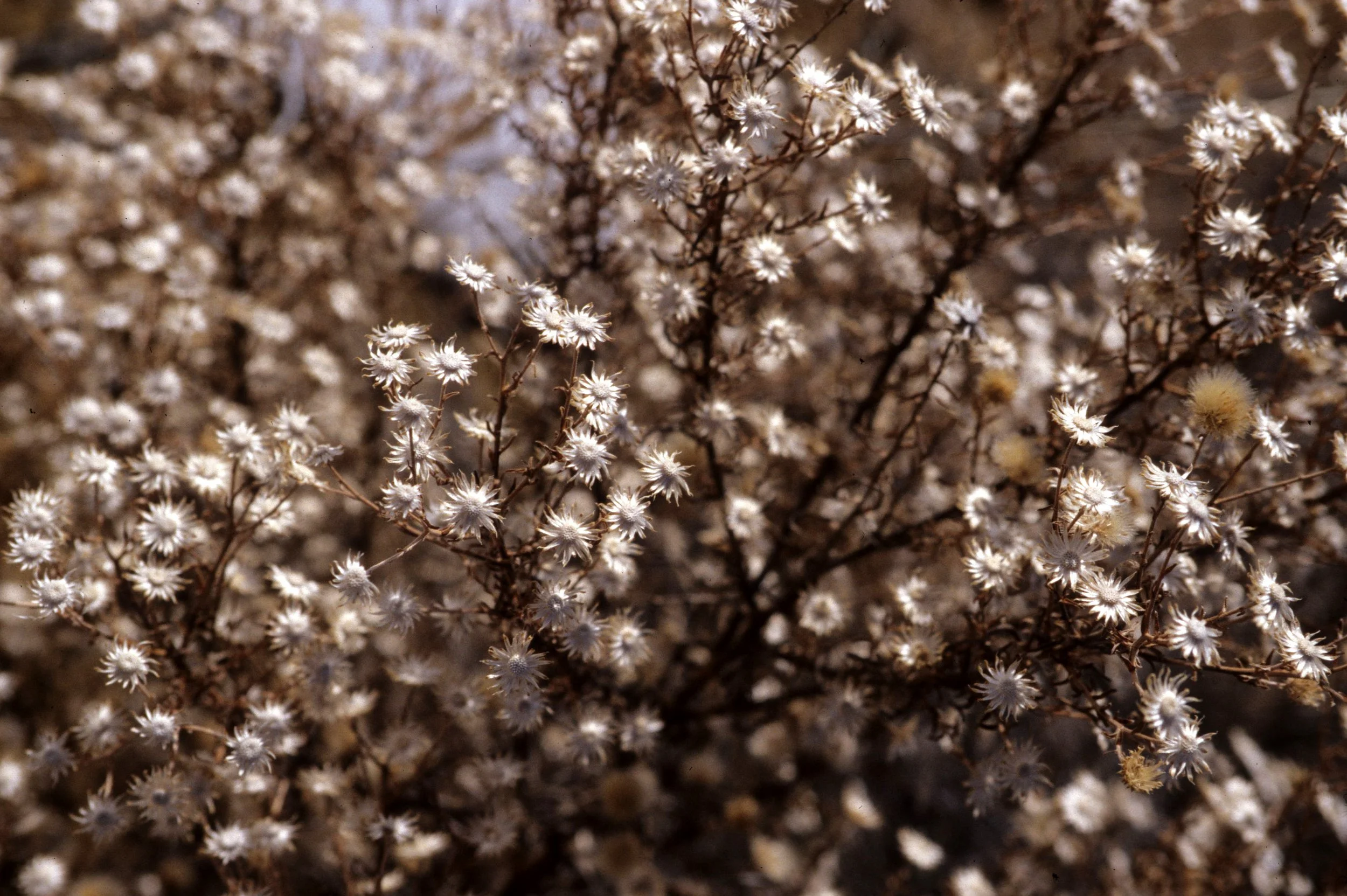 ANASAZILAND - PLANT SPECIES - UNIDENTIFIED B.jpg