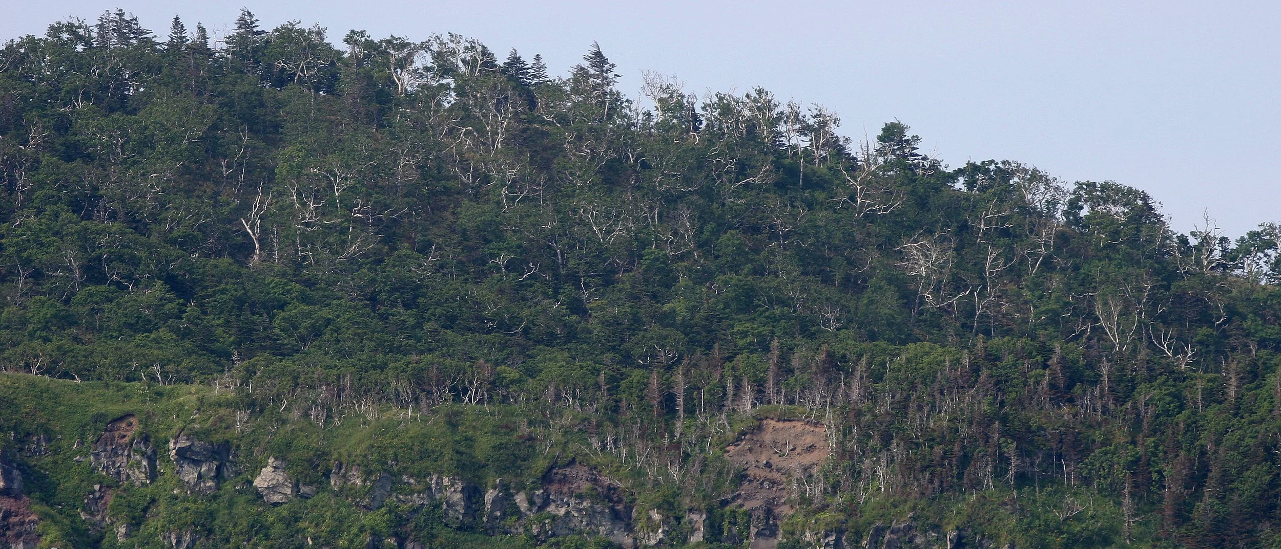 KURIL ISLANDS - FLORA .jpg