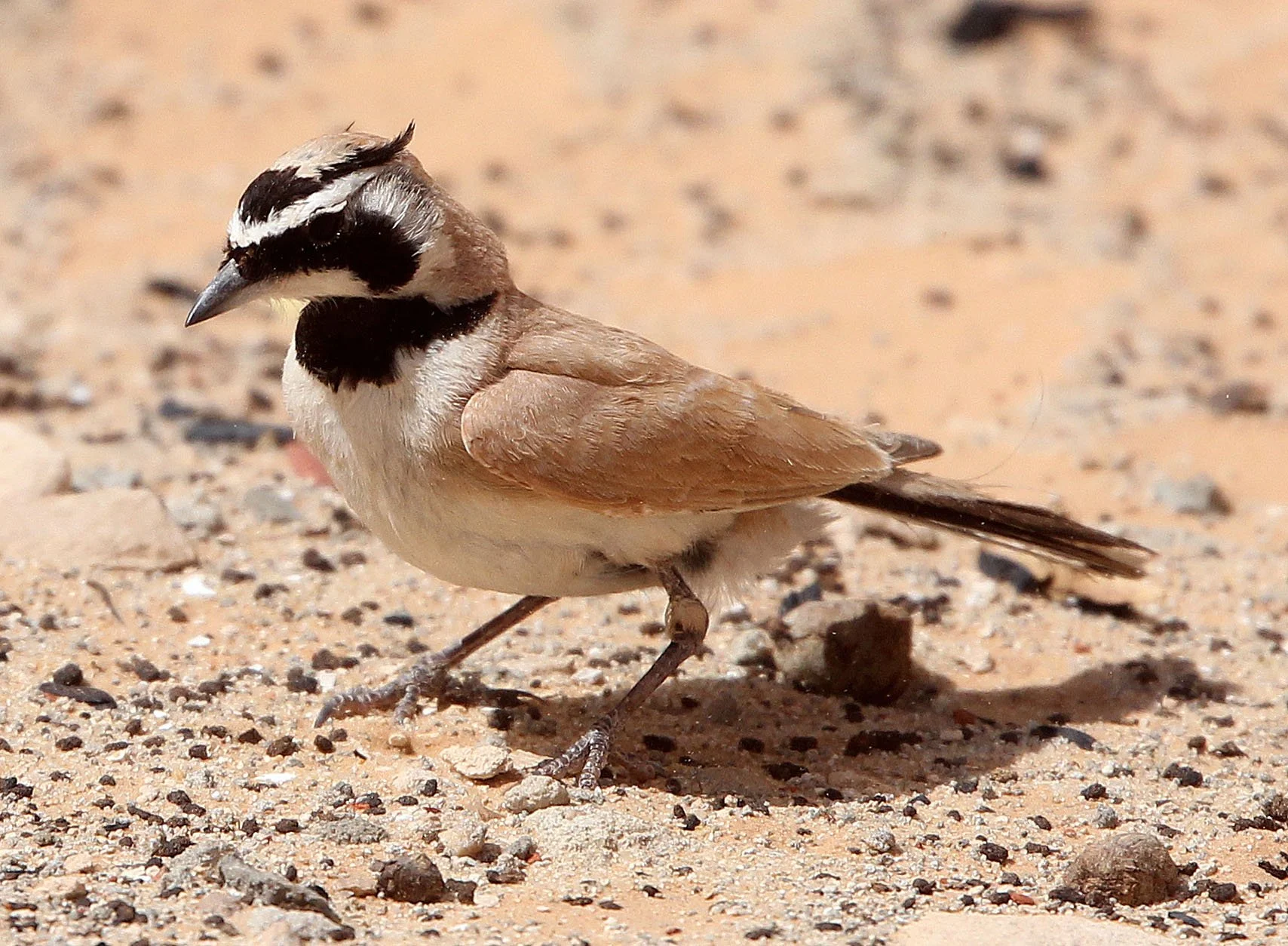 Temminck's Lark or Shore Lark (Eremophila bilopha) Jebil NP Tunisia (6).JPG