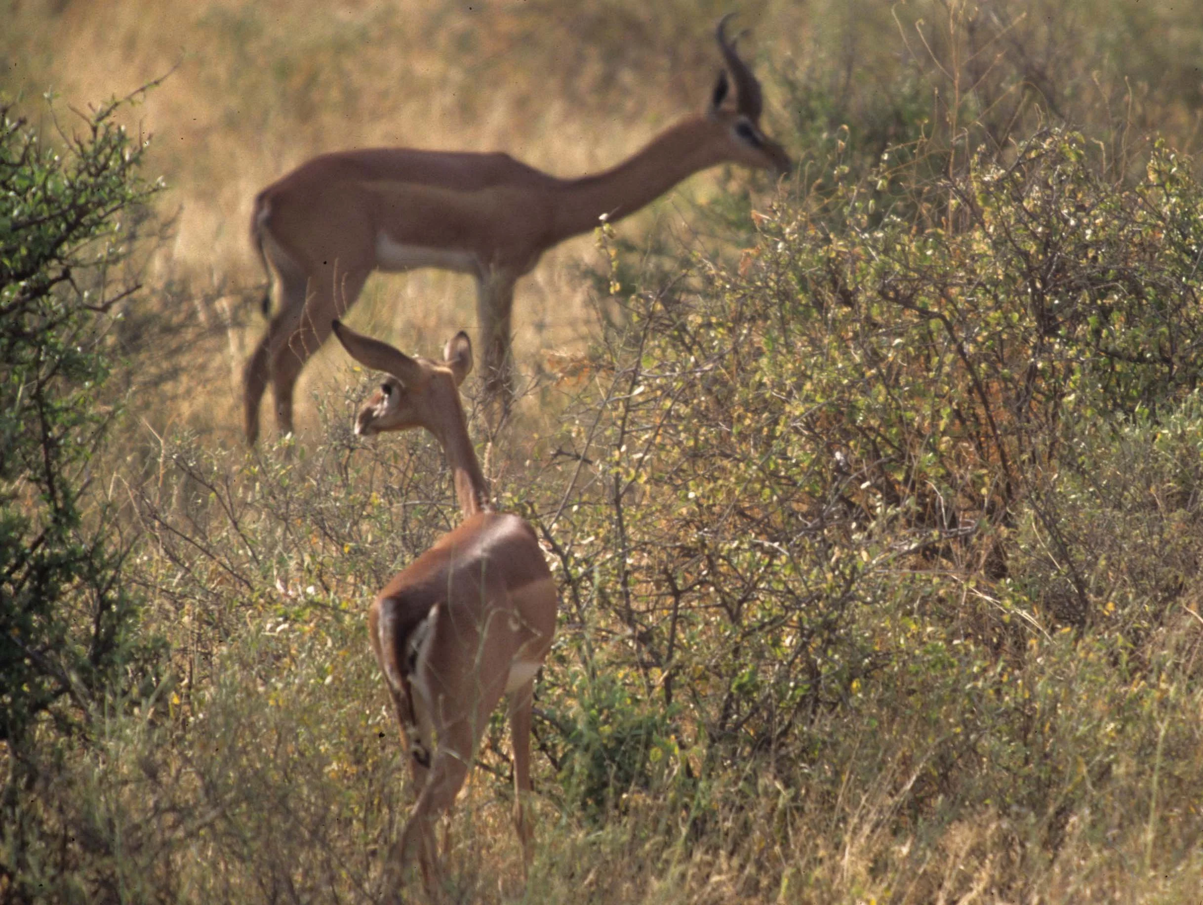 BOVID - GERENUK - SHABA (4).jpg