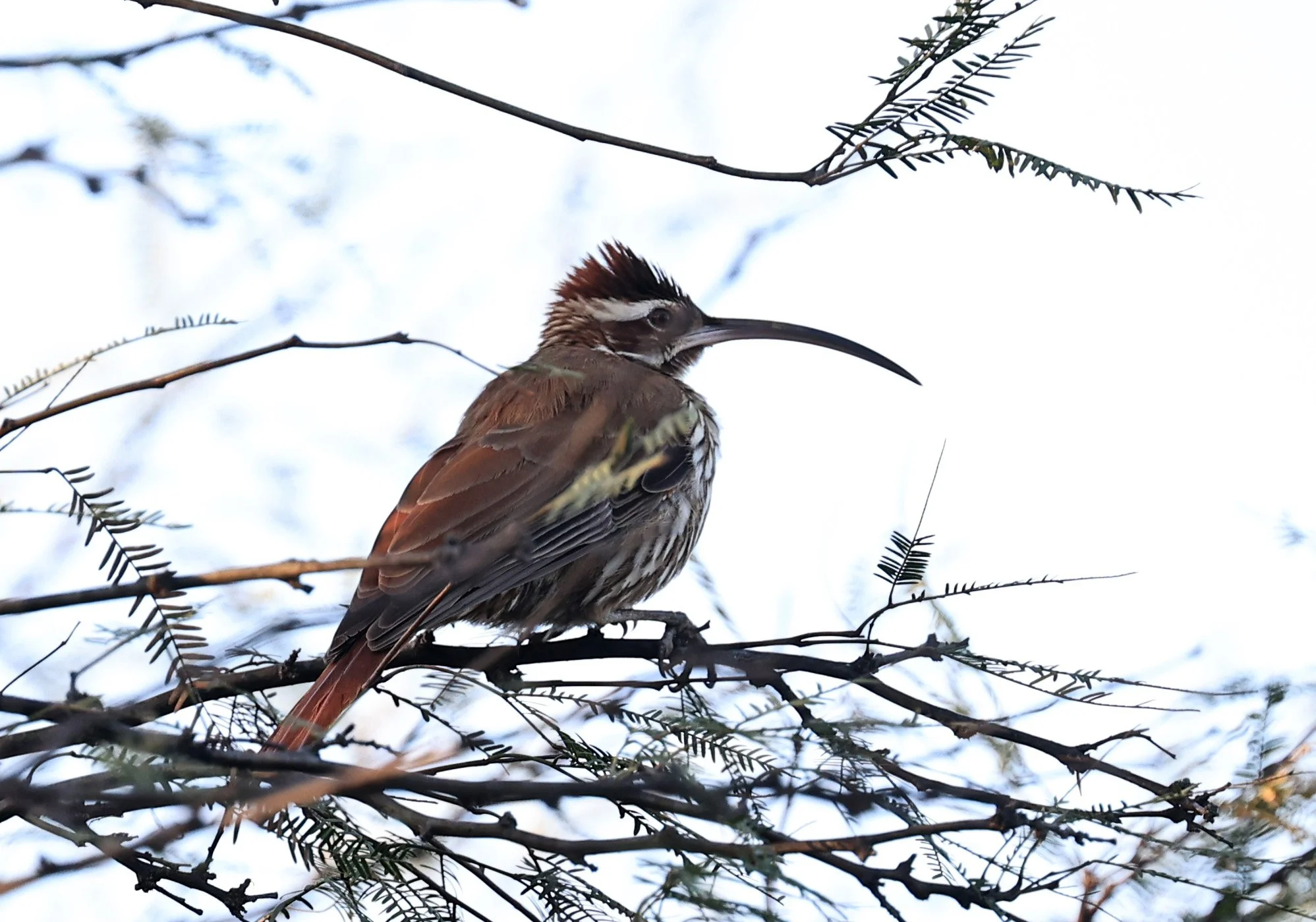 Scimitar-billed Woodcreeper (Drymornis bridgesii) Hotel Iparoma Campestre Paraguay (4).jpg