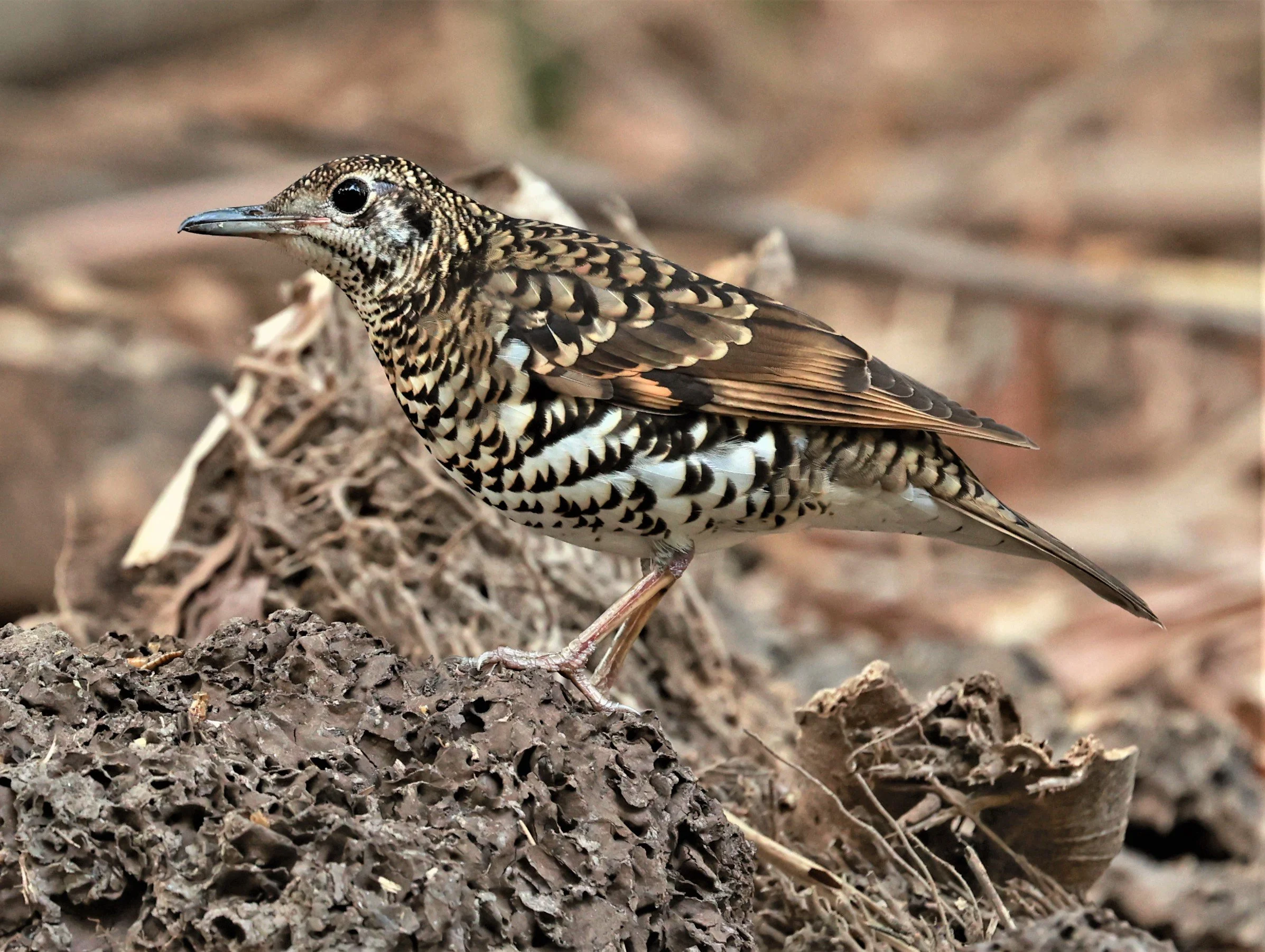 White's Thrush (Zoothera aurea) Putthamonthon Park Nakhon Pathom Thailand (146).jpg