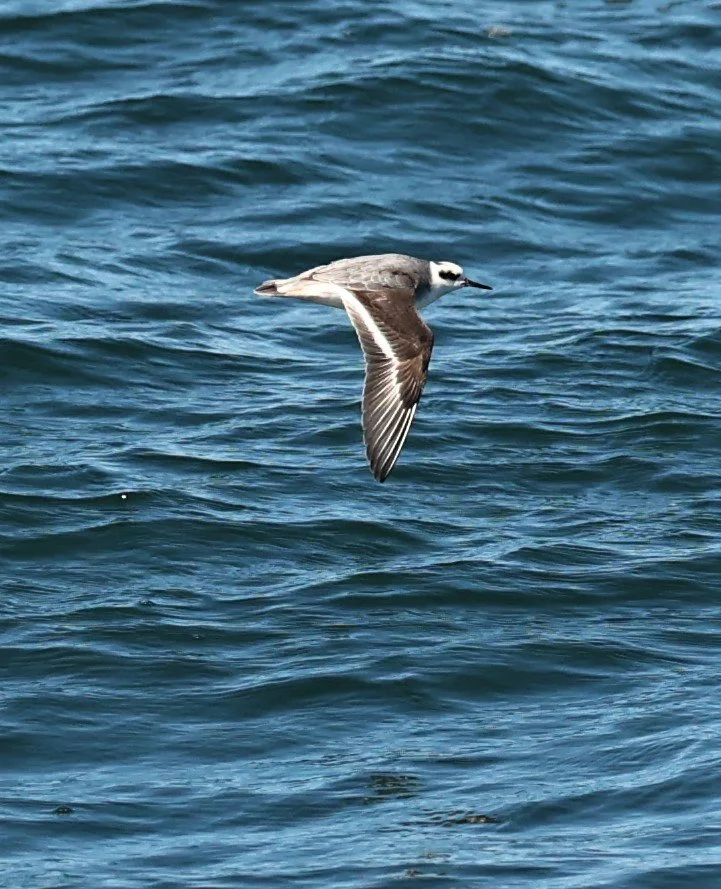 Phalaropus lobatus - RED-NECKED PHALAROPE - MONTEREY BAY & HARBOR CALIFORNIA AUGUST 2022 (1).jpg