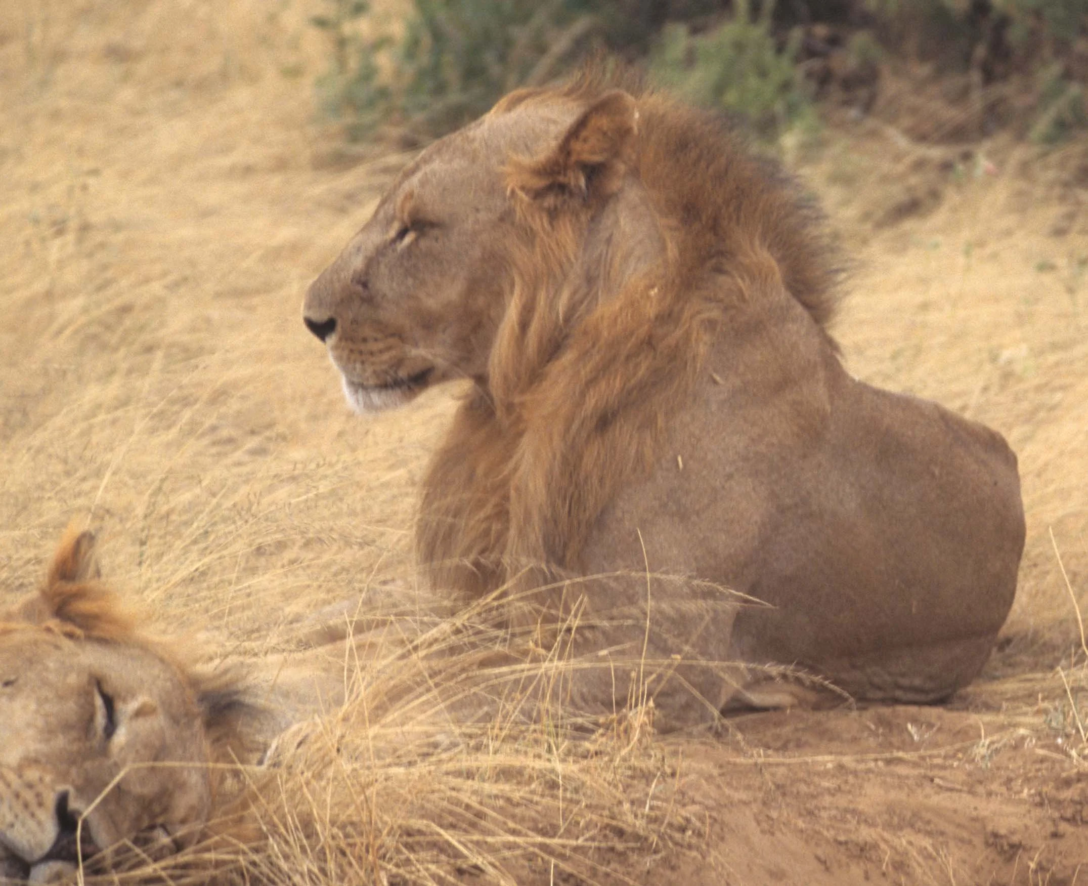 FELID - LION - SHABA (4).jpg