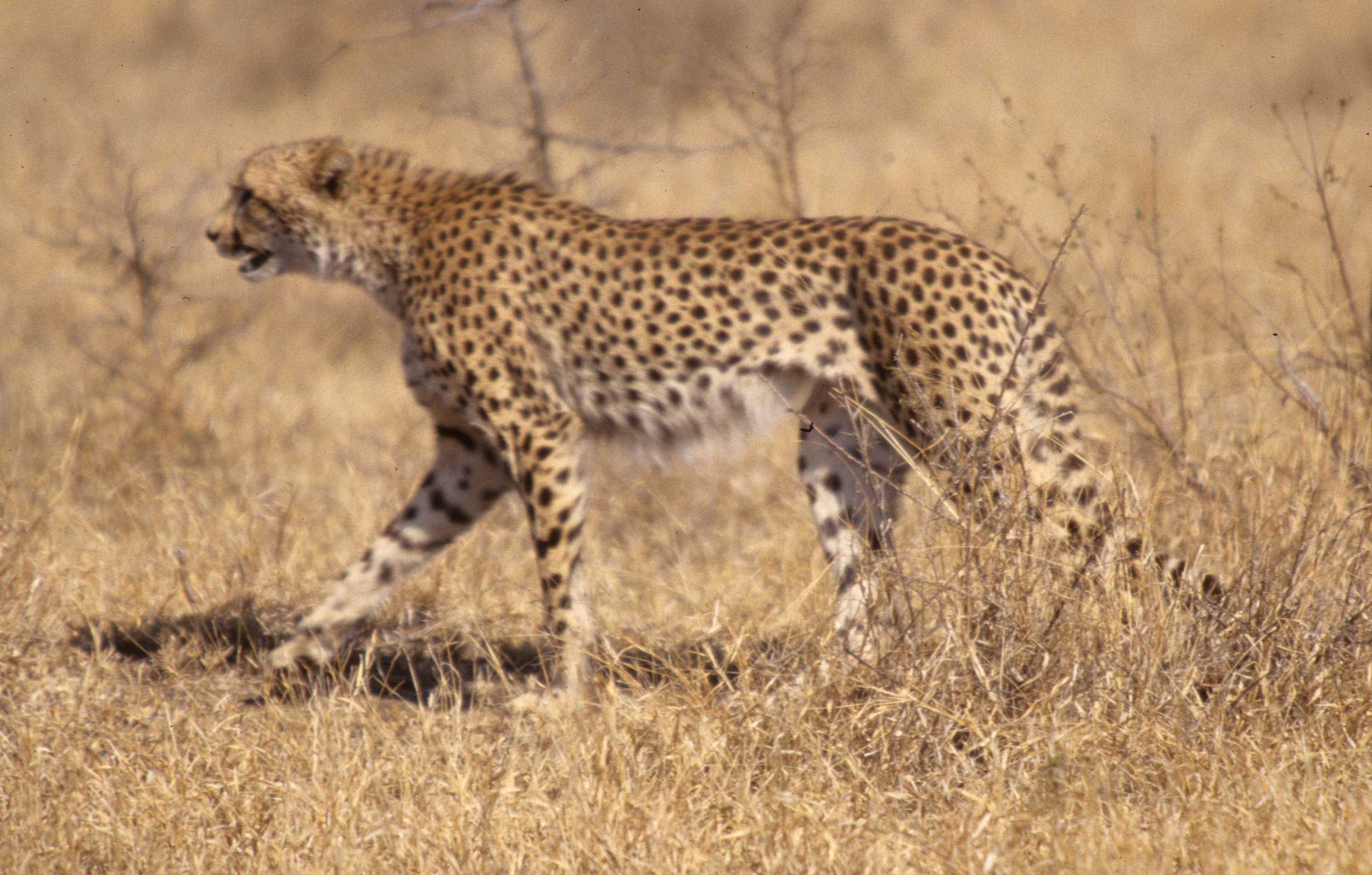 FELID - CHEETAH - KRUGER (25).jpg