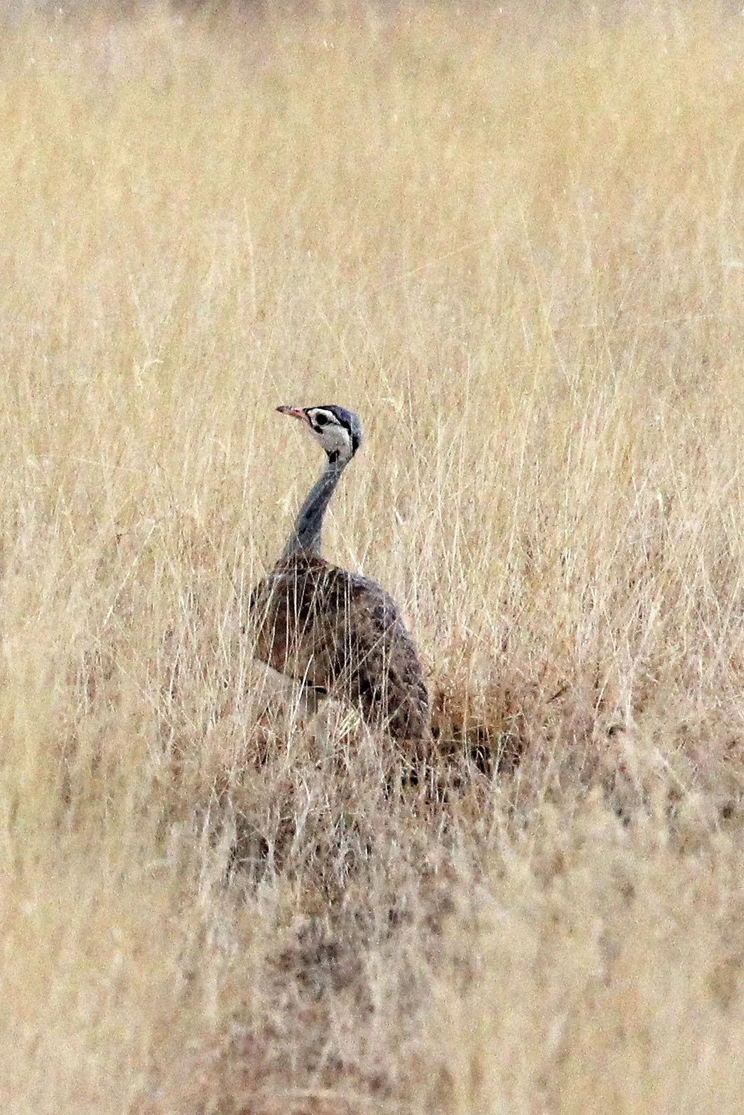 White-bellied bustard (Eupodotis senegalensis) Samburu NP, Kenya (4).JPG