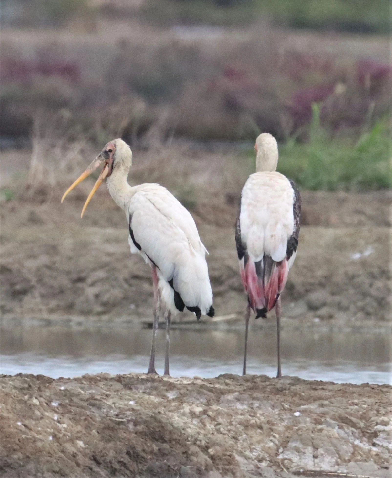 STORK - MILKY STORK - Mycteria cinerea - WITH PAINTED STORK - KHLONG TAMRU CHONBURI (24).jpg