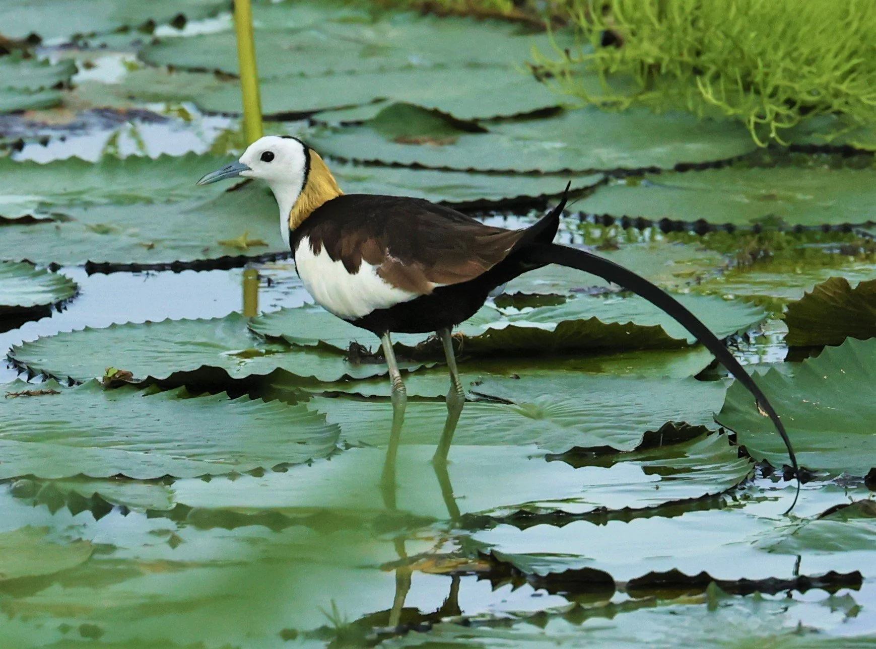 Pheasant-tailed Jacana (Hydrophasianus chirurgus)