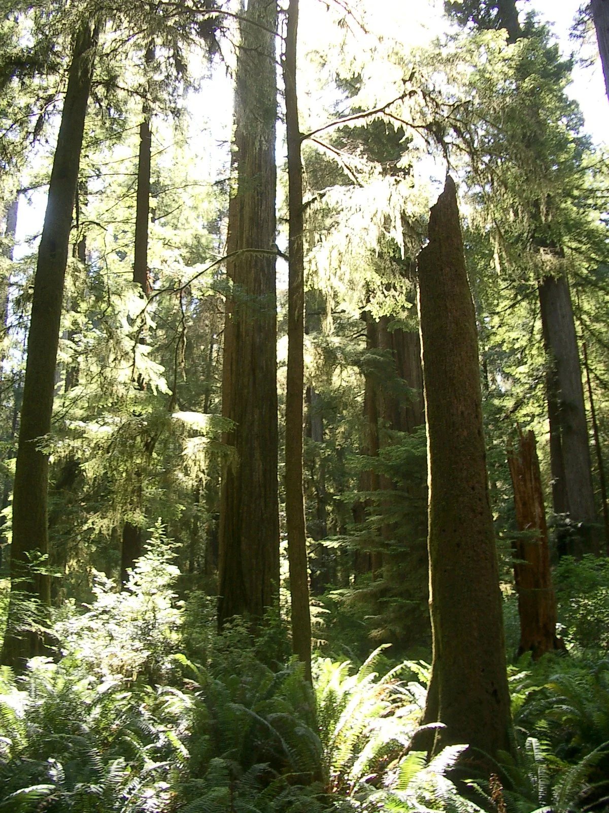 2004-6-12 LARRY AND KATRIS WEDDING IN EUREKA CALIFORNIA (25).JPG